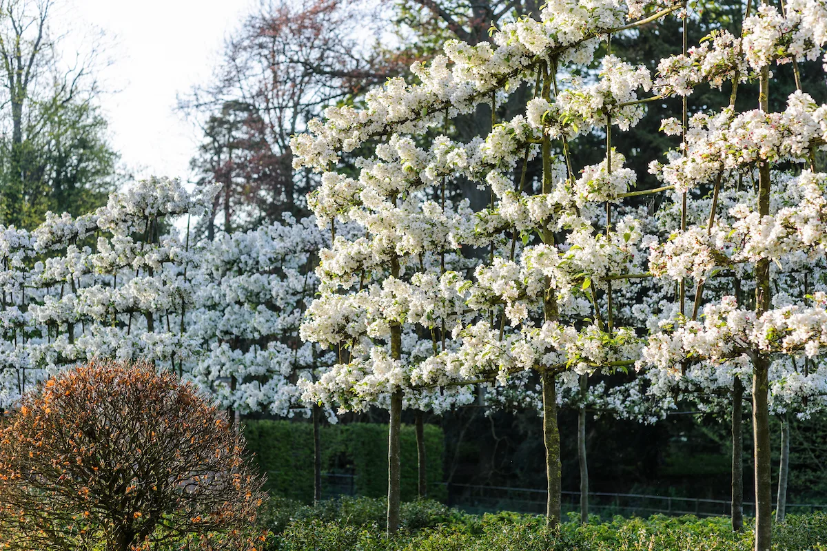 Malus 'Evereste'