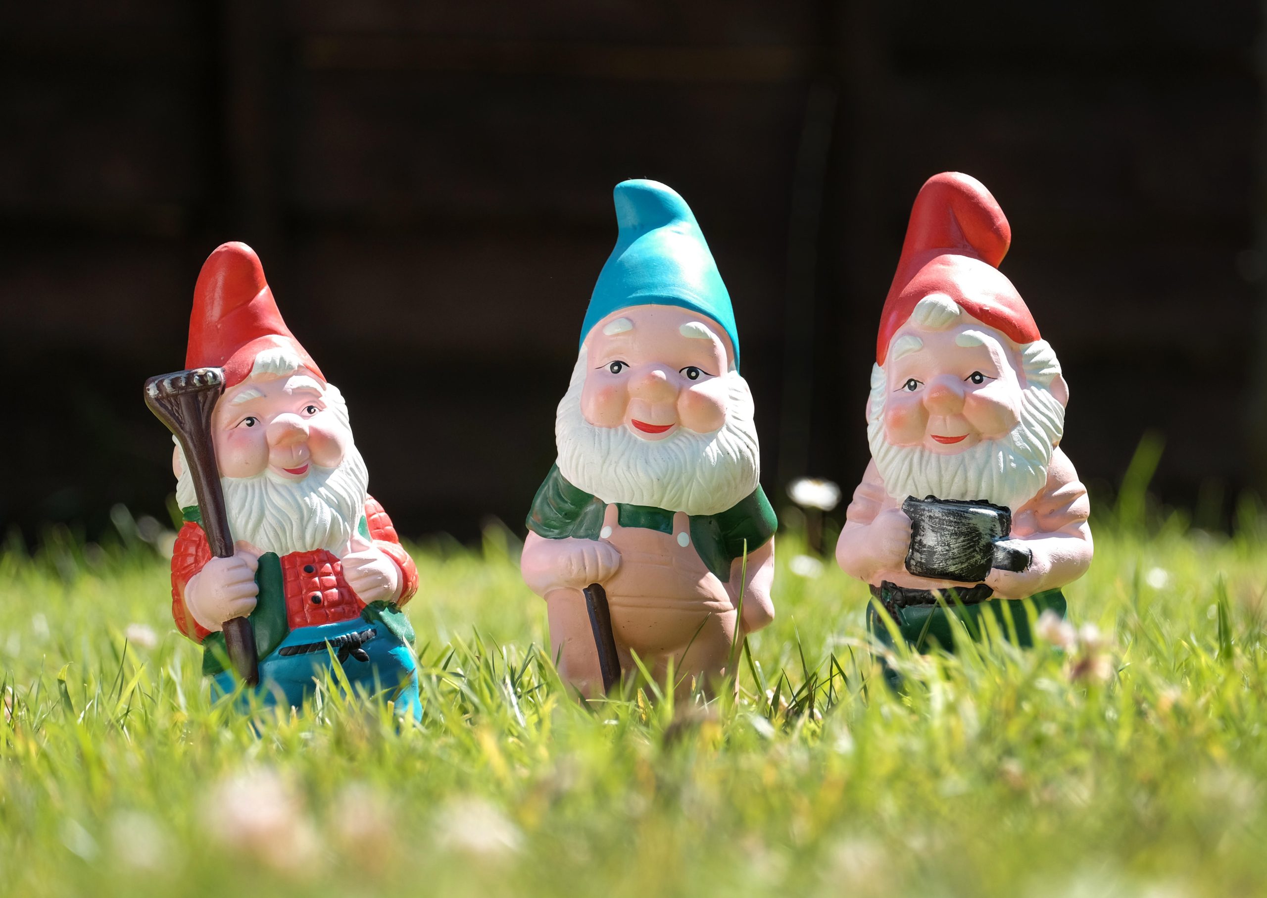 Garden gnomes pictured on the lawn of a sunny garden