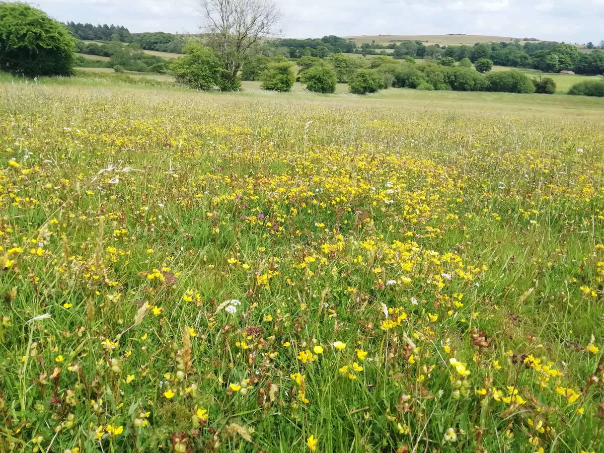 Meadow at Chancellor's Farm, Somerset Wildlife TrustsChancellor's Farm, Somerset Wildlife Trusts
