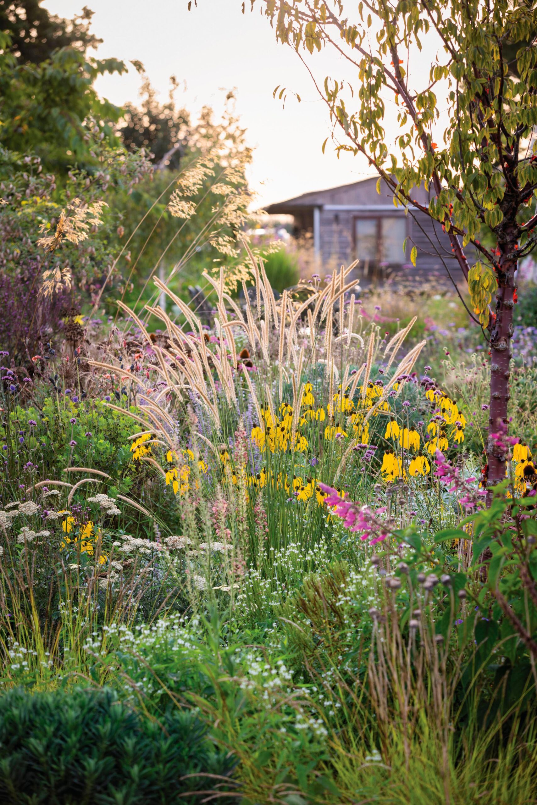 Arvensis Perennials