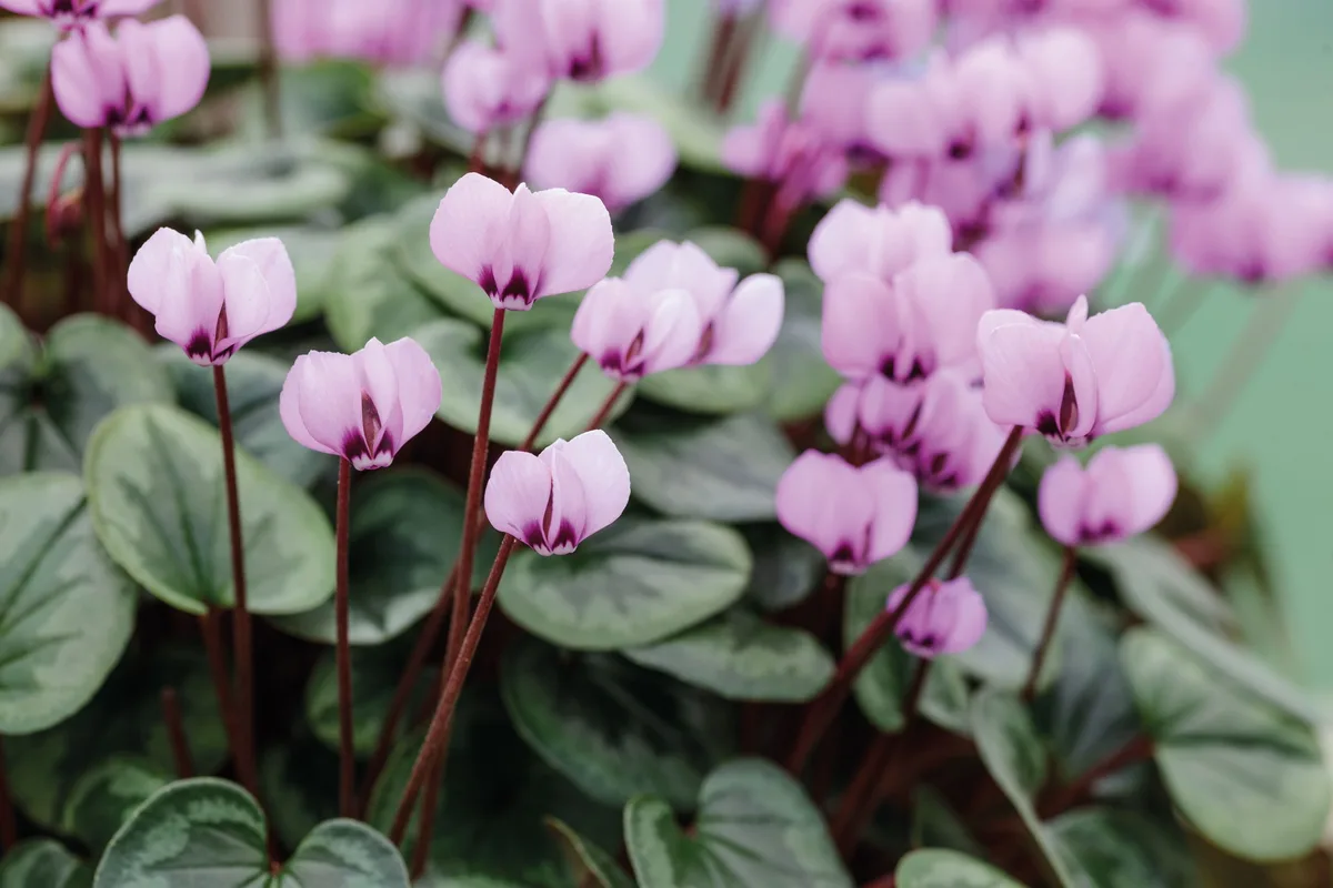 Cyclamen coum Roseum