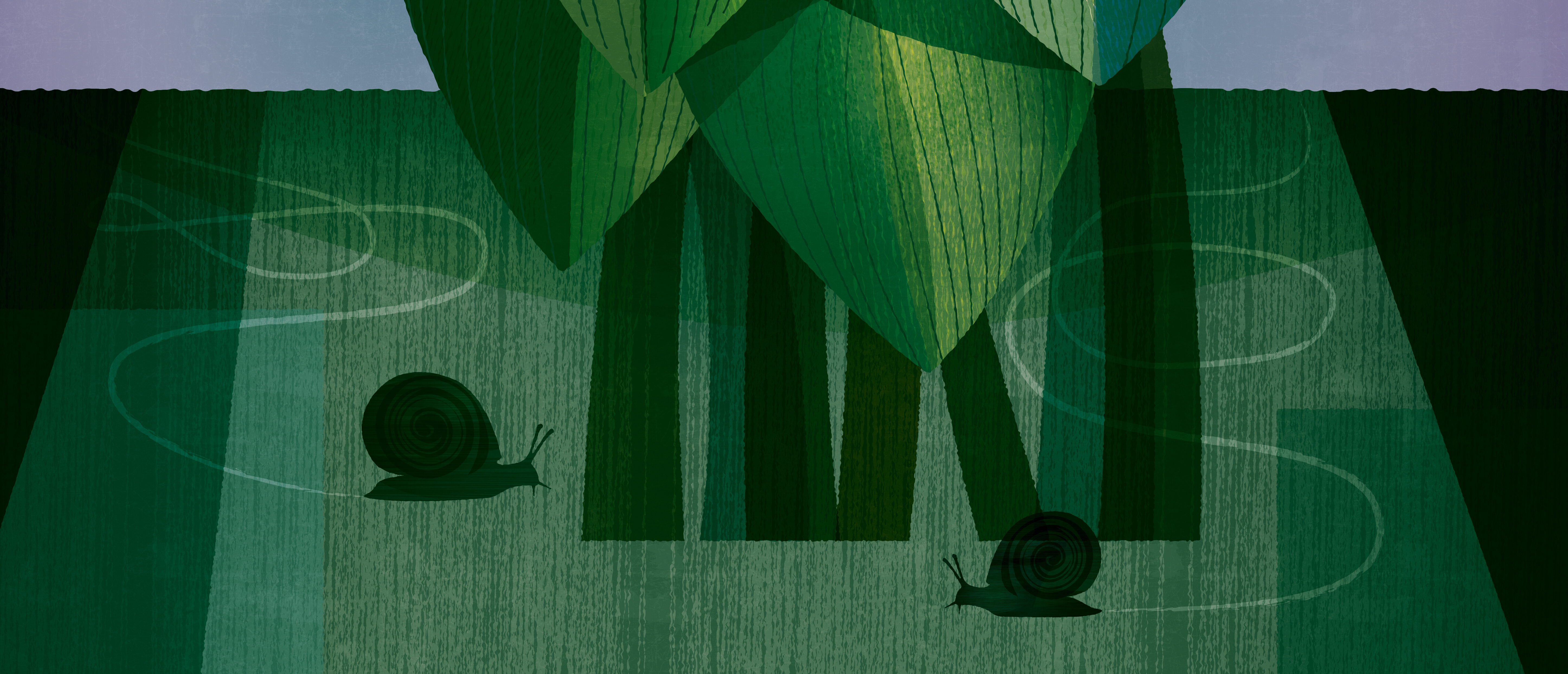 Illustrated hosta