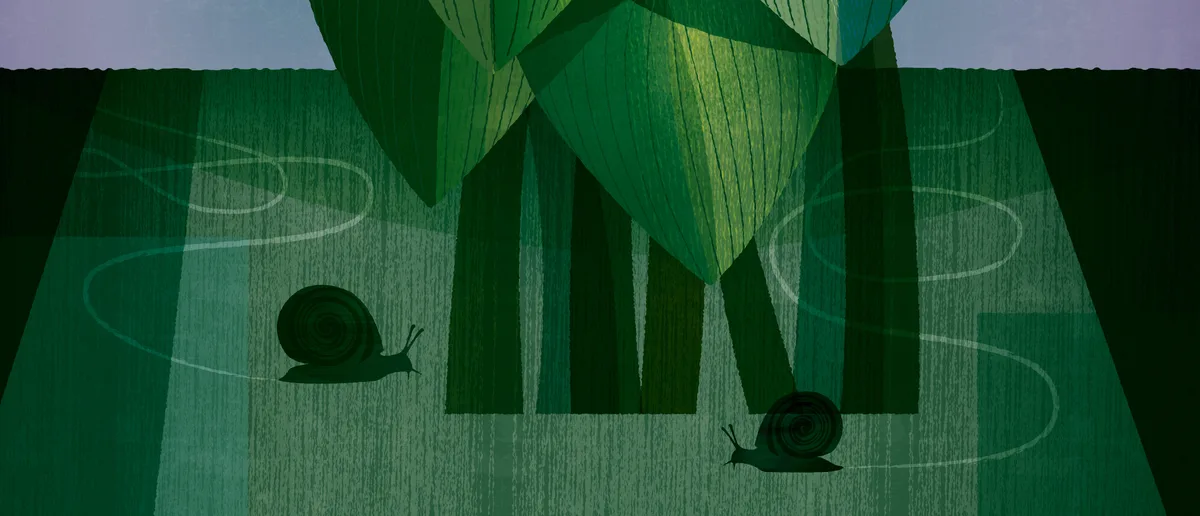 Illustrated hosta