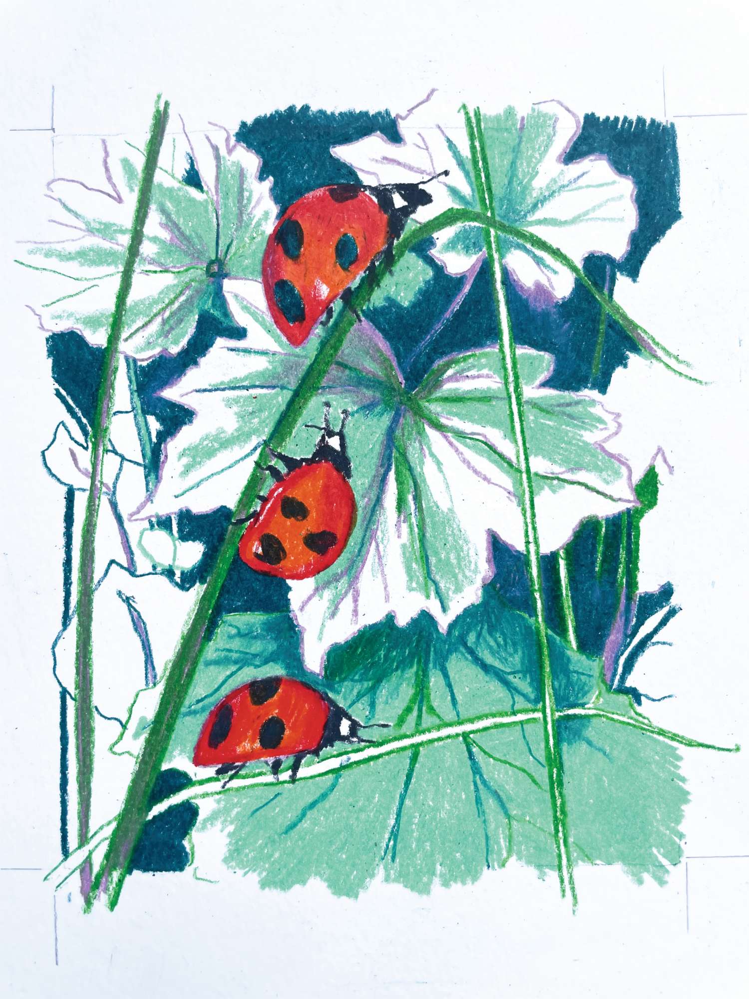 Illustration of three ladybirds