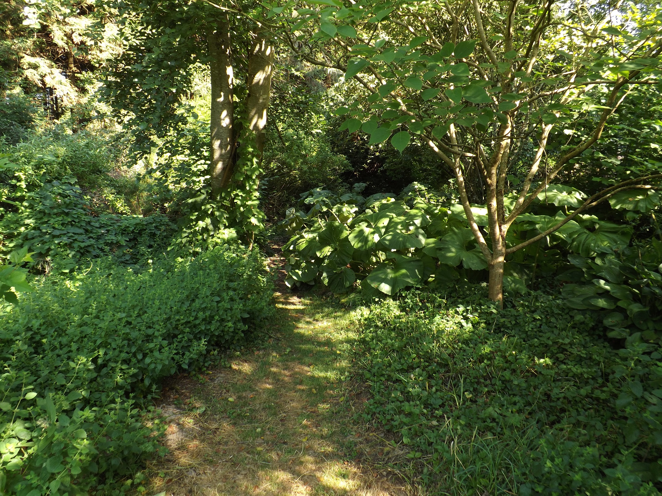 Agroforestry Research Trust forest garden