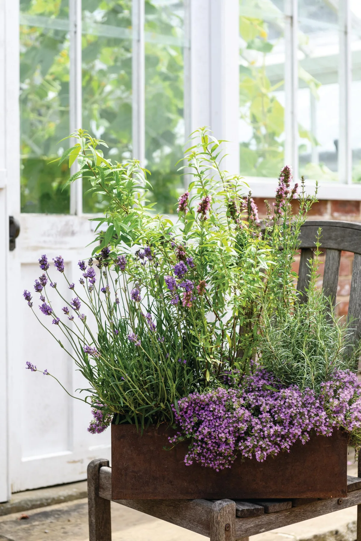 An indoor aromatic plant display using lavender, rosemary and lemon verbena