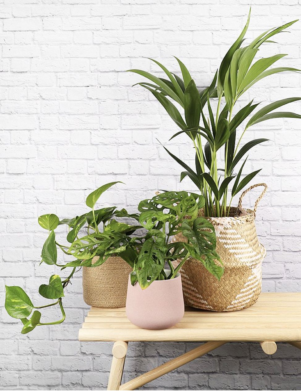 Beards & Daisies plant subscription on a table