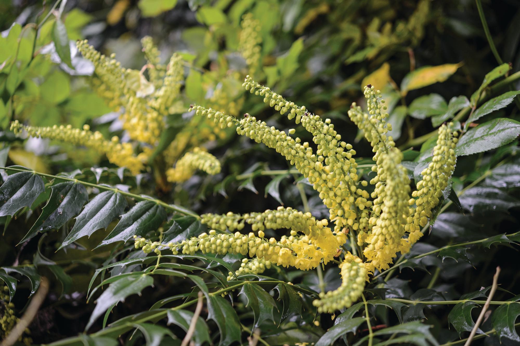 Yellow plant