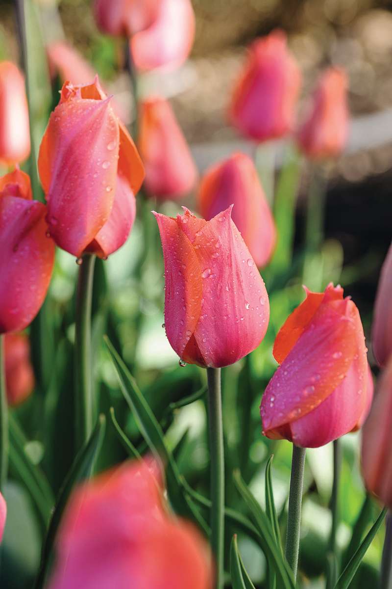 Tulipa ‘Temple of Beauty’
