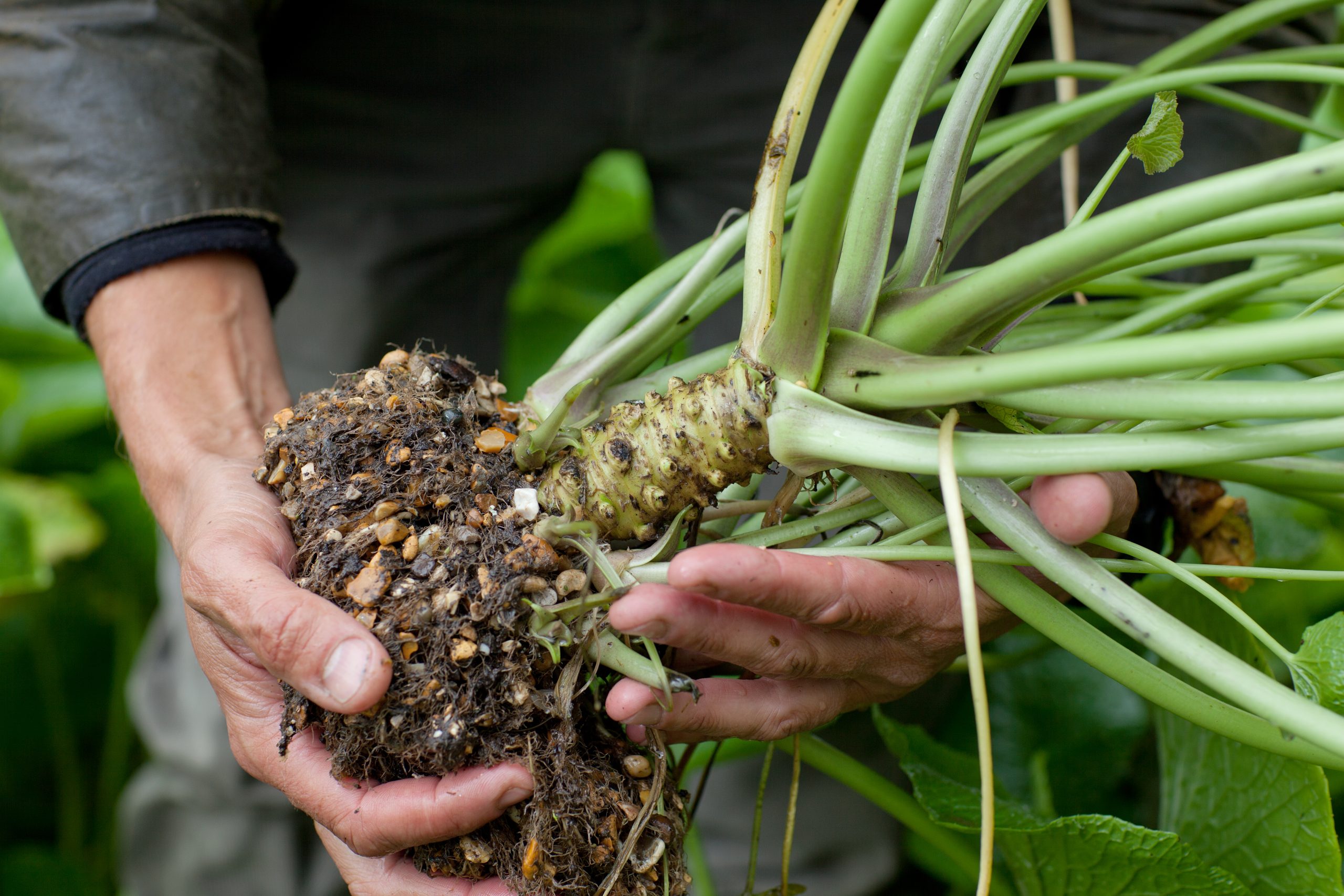A mature Wasabia japonica can have as many as 20 plantlets to replenish your stock
Image: The Wasabi Company