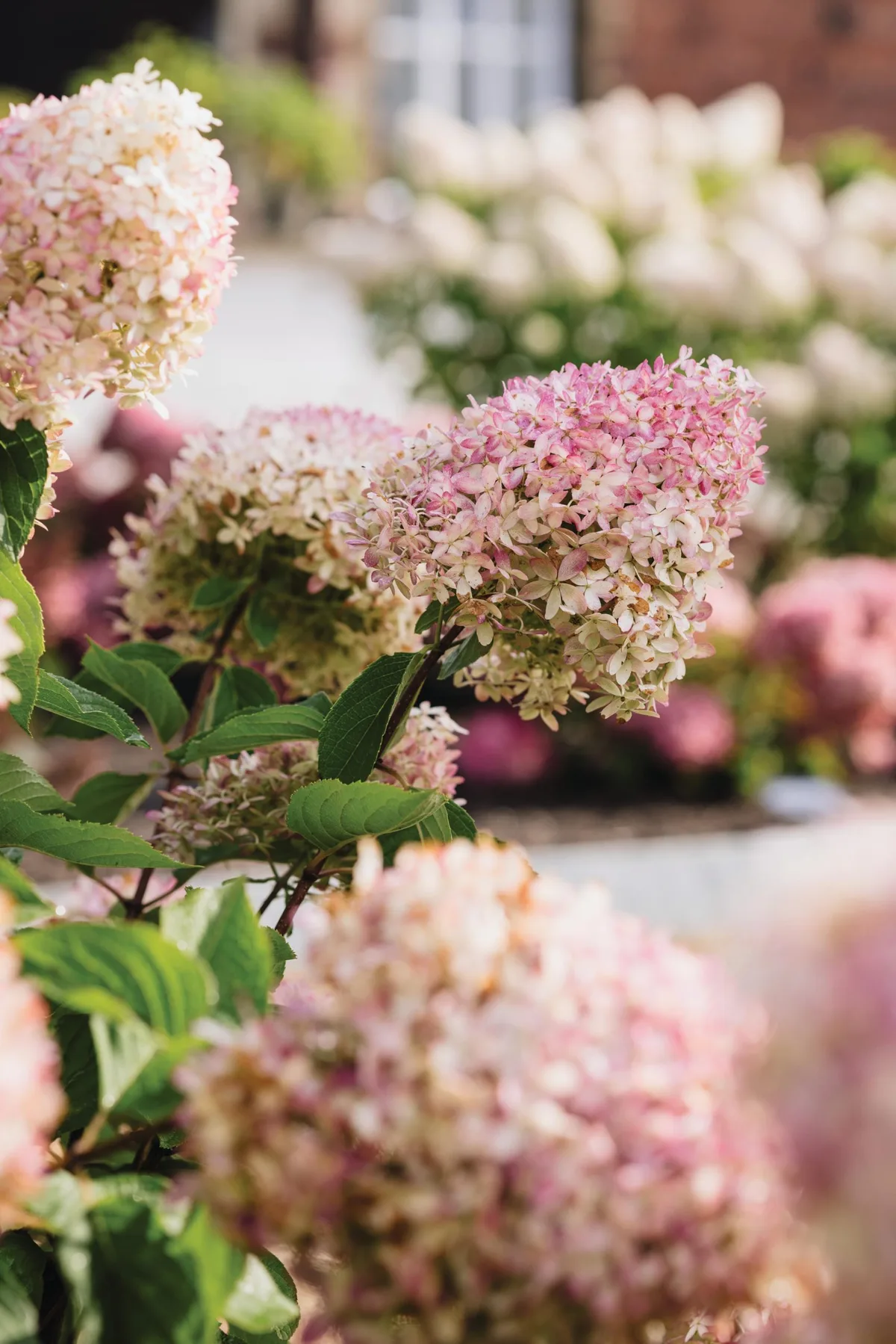 Pink flowers