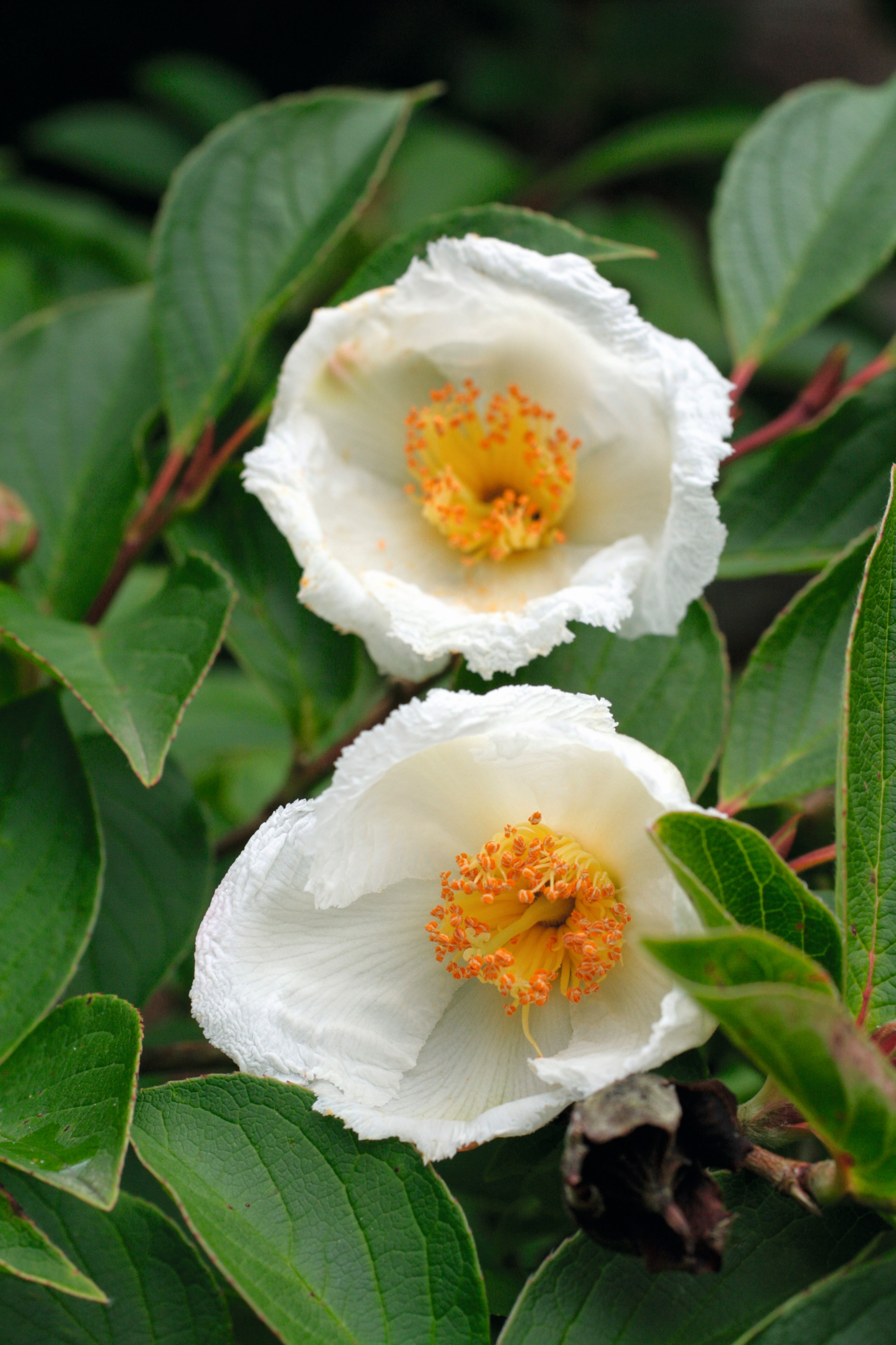Stewartia pseudocamellia