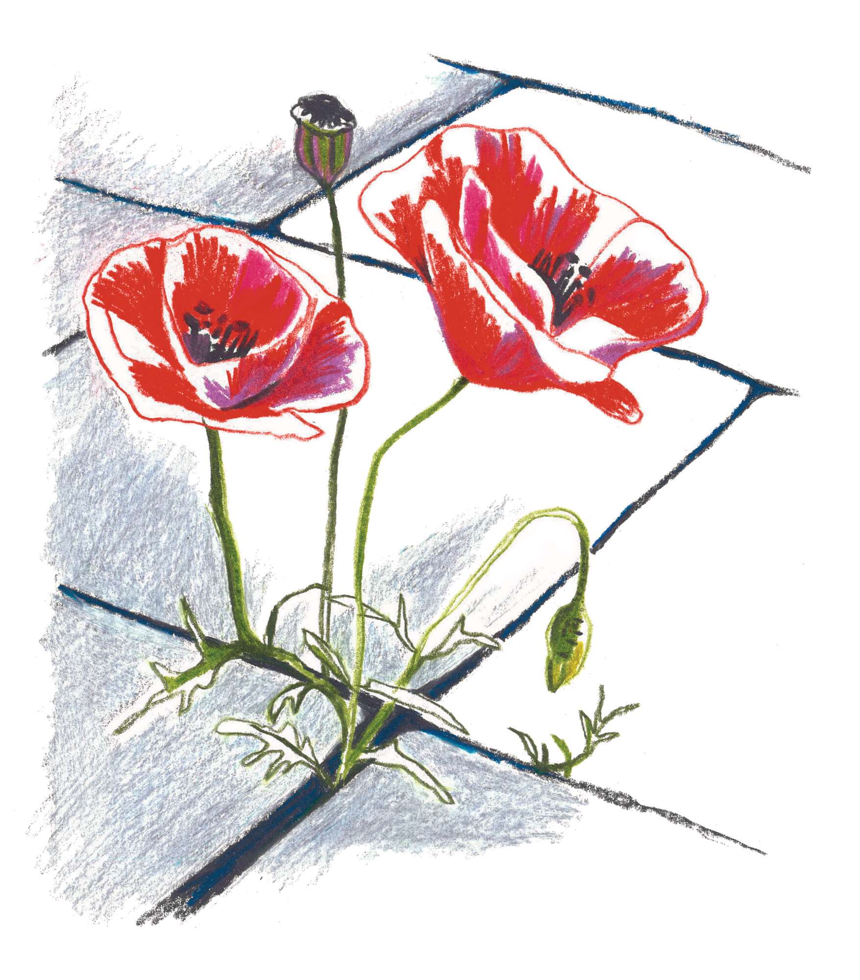 Poppies in a pavement - an illustration by Hannah Pontin