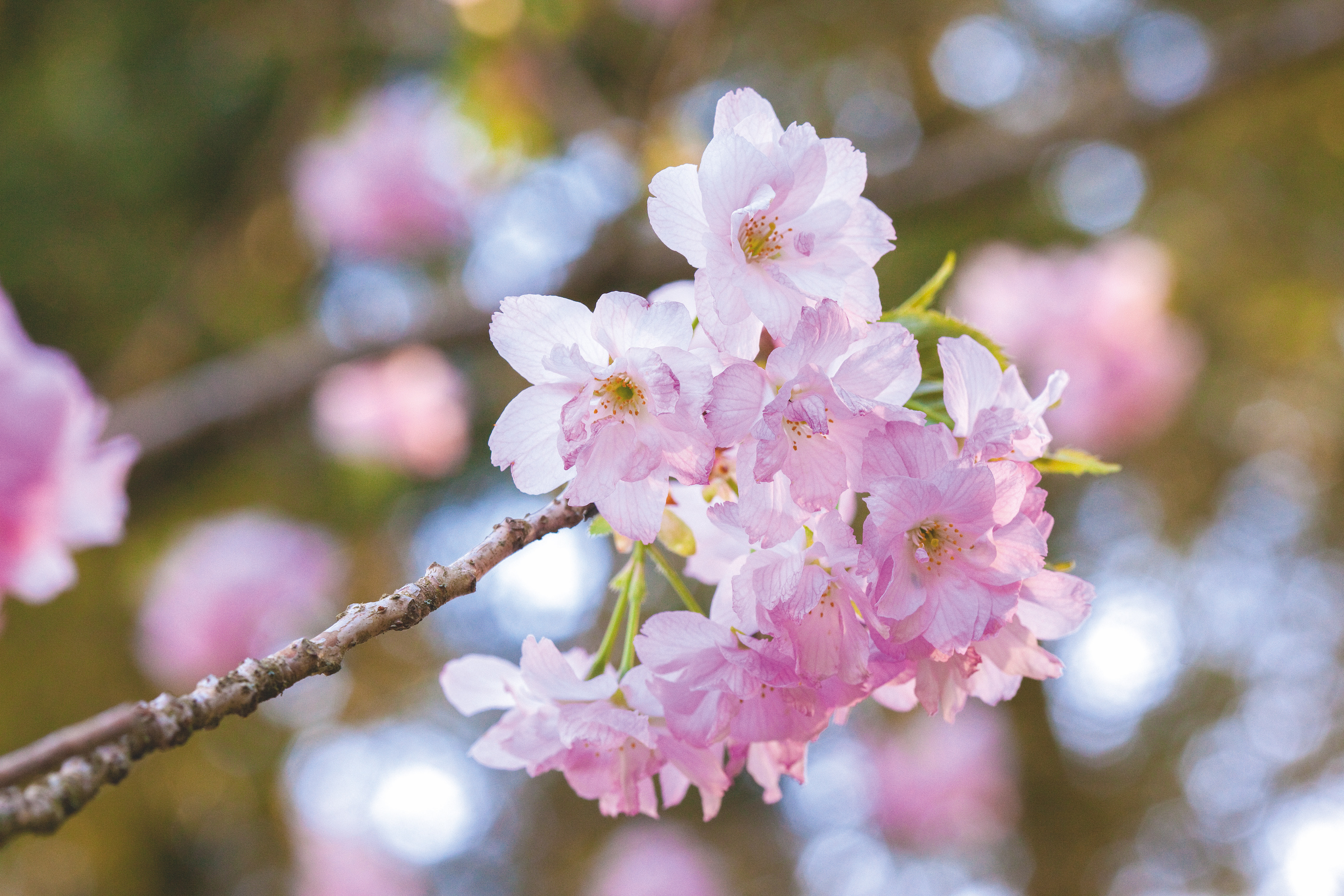 The best cherry blossom trees