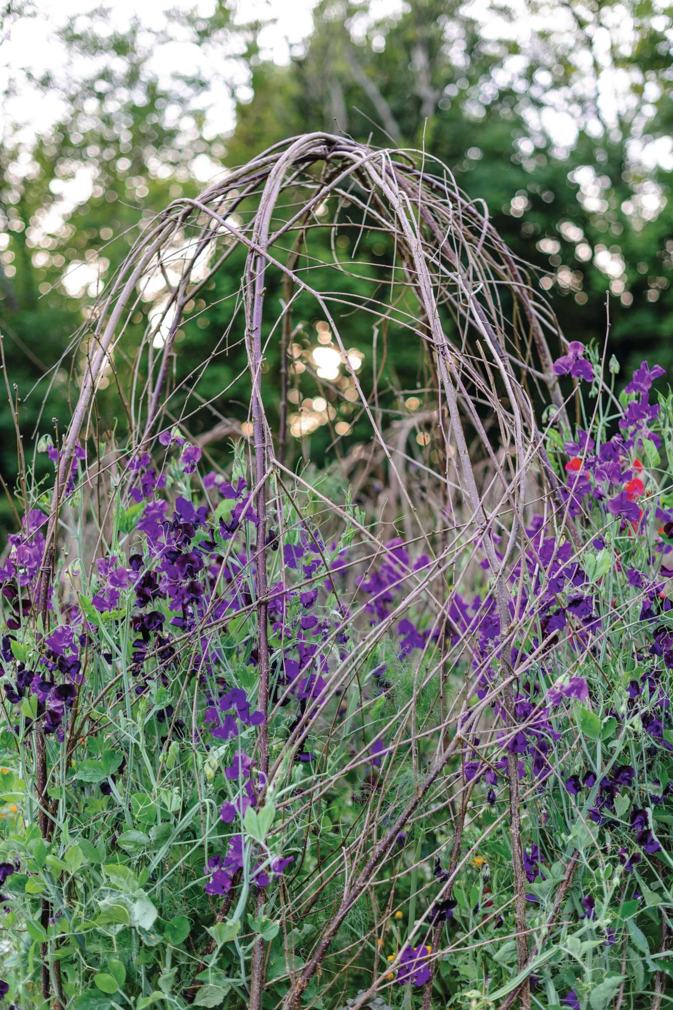 Plant supports © Jason Ingram