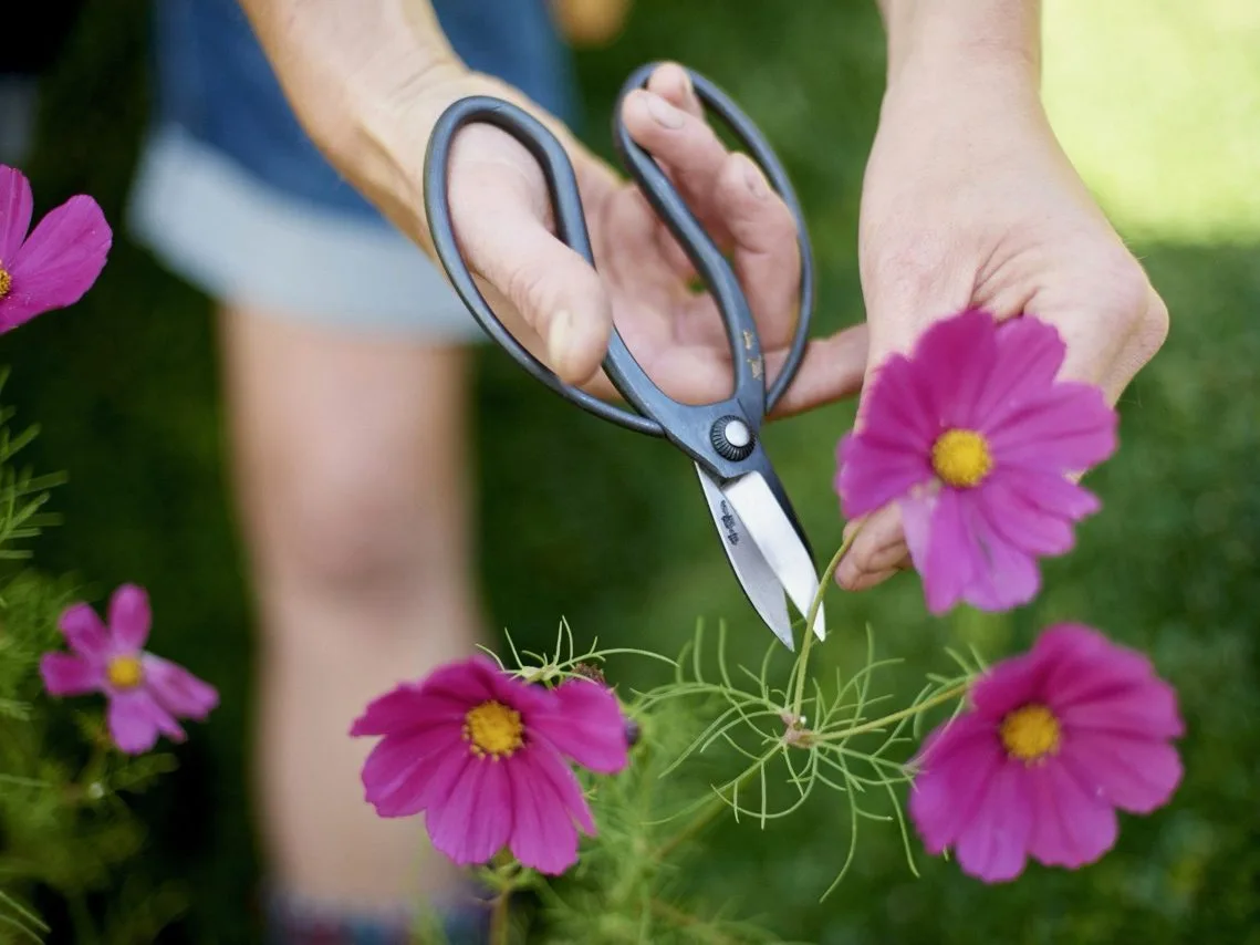 Garden scissors and pink flowers