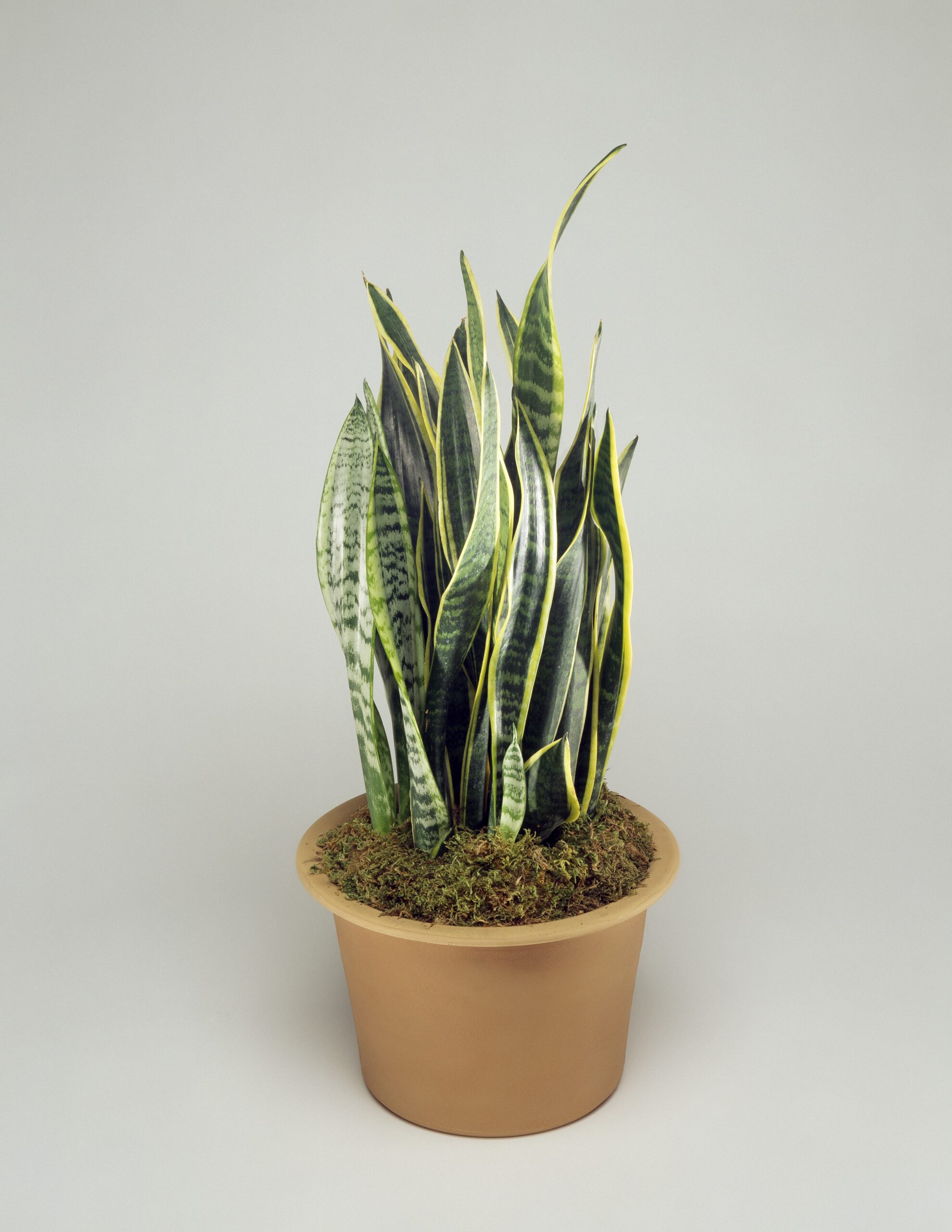 Snake plant or sansevieria
