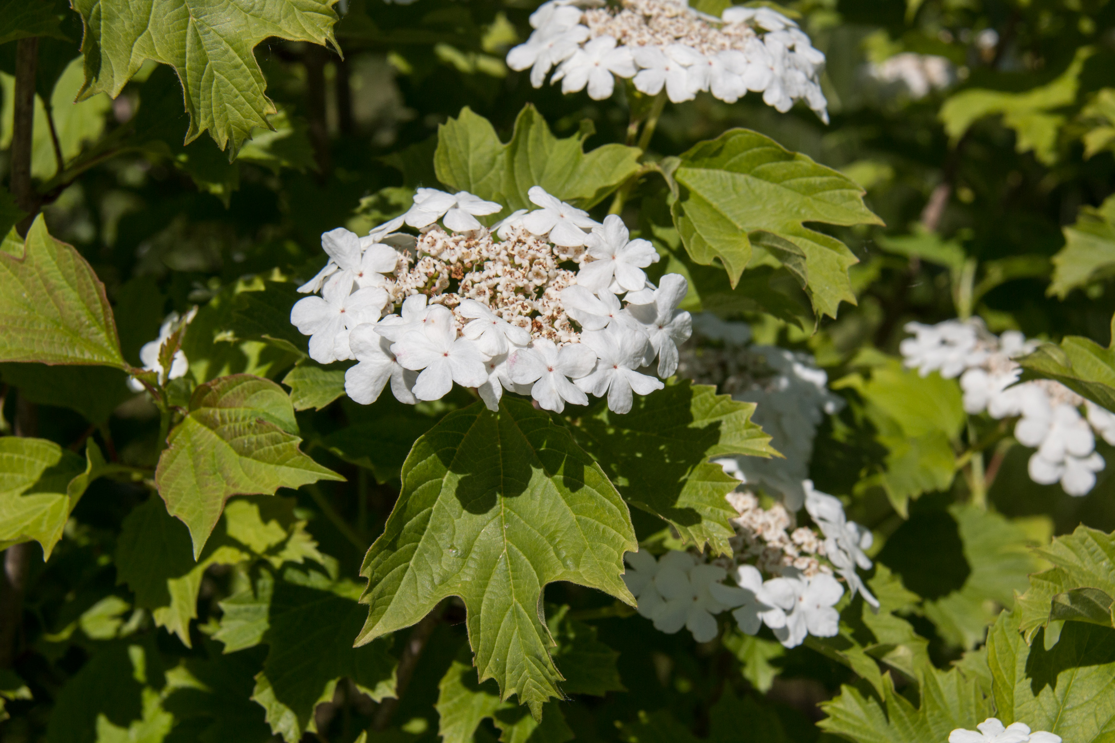 Guelder rose