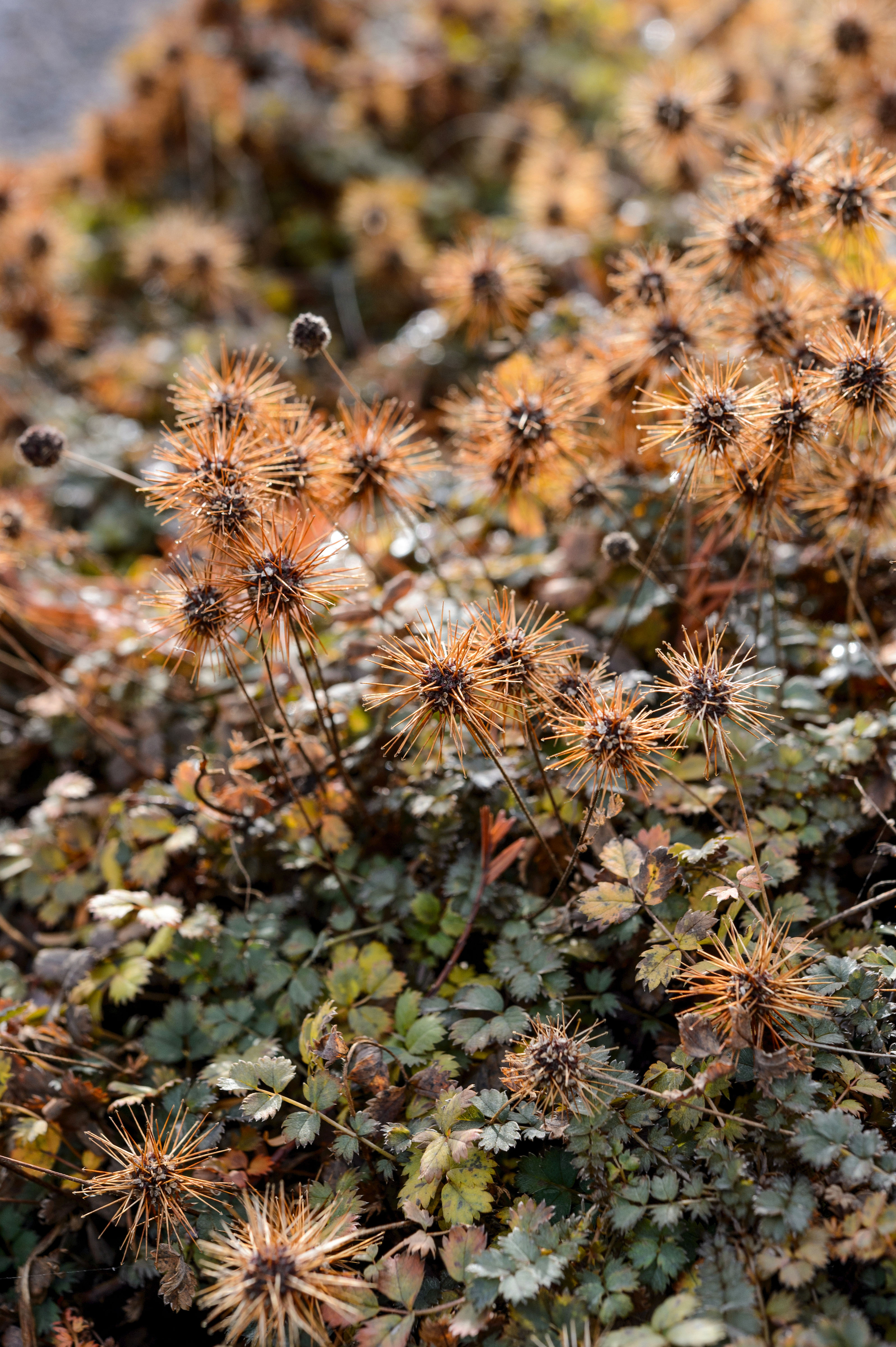 November flowers: Acaena microphylla ‘Kupferteppich’