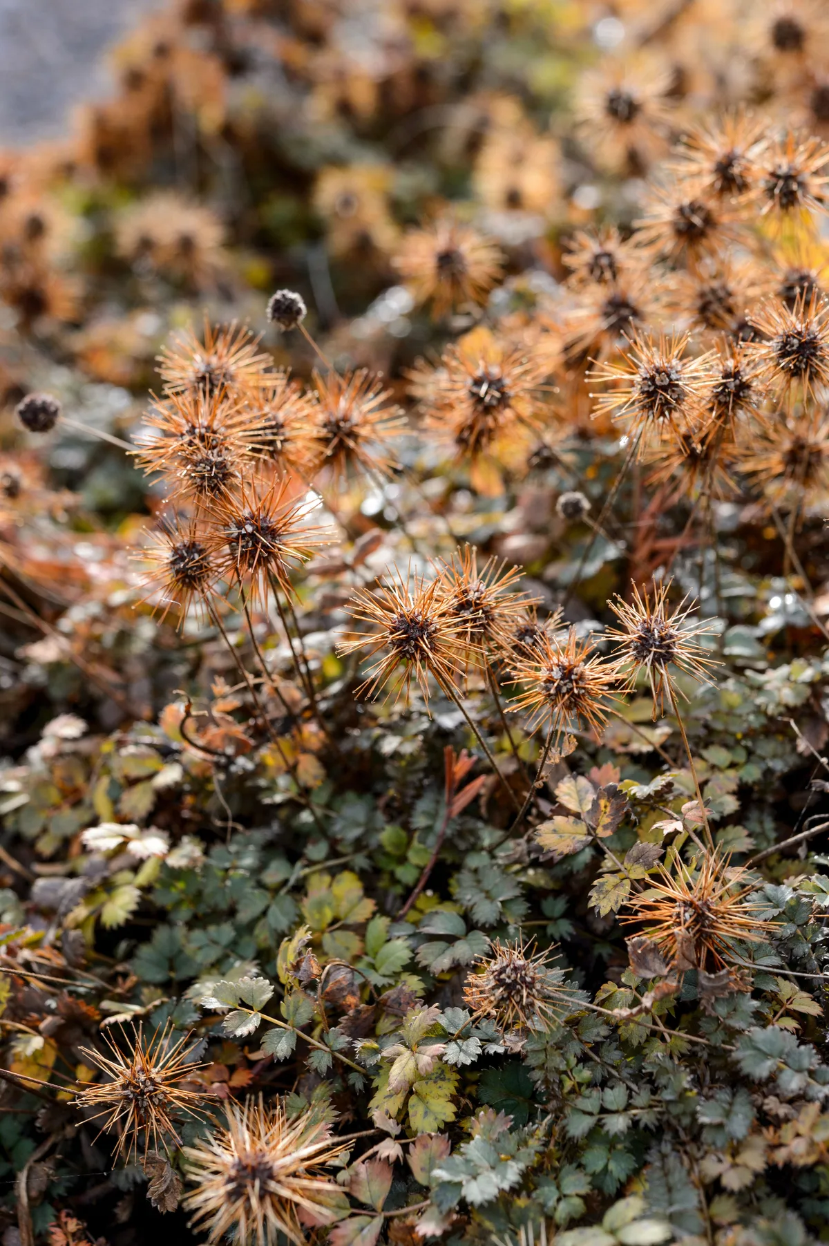 November flowers: Acaena microphylla ‘Kupferteppich’