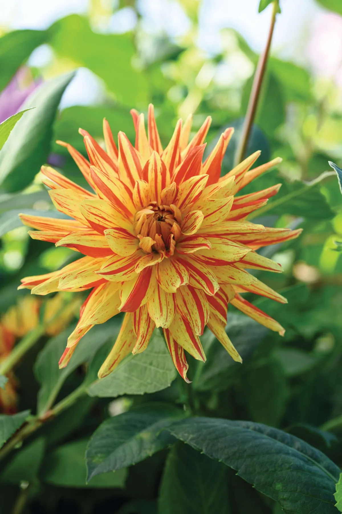 Dahlia ‘Striped Vulcan’