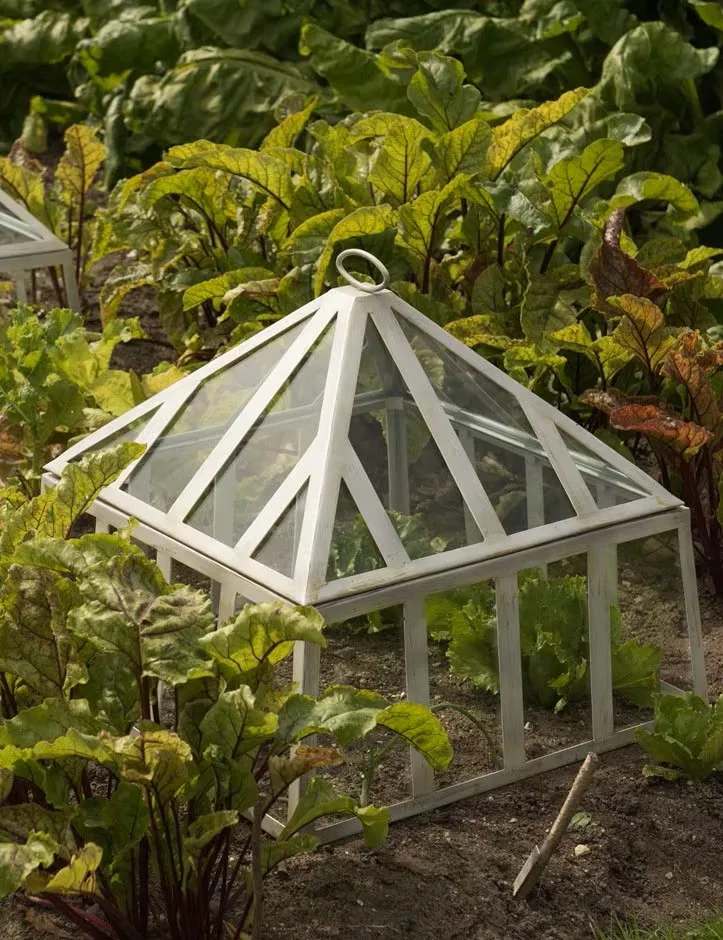 Square Victorian cloche in a veg patch
