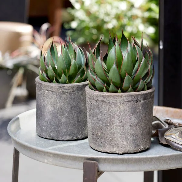 Agave 'Praying Hands'