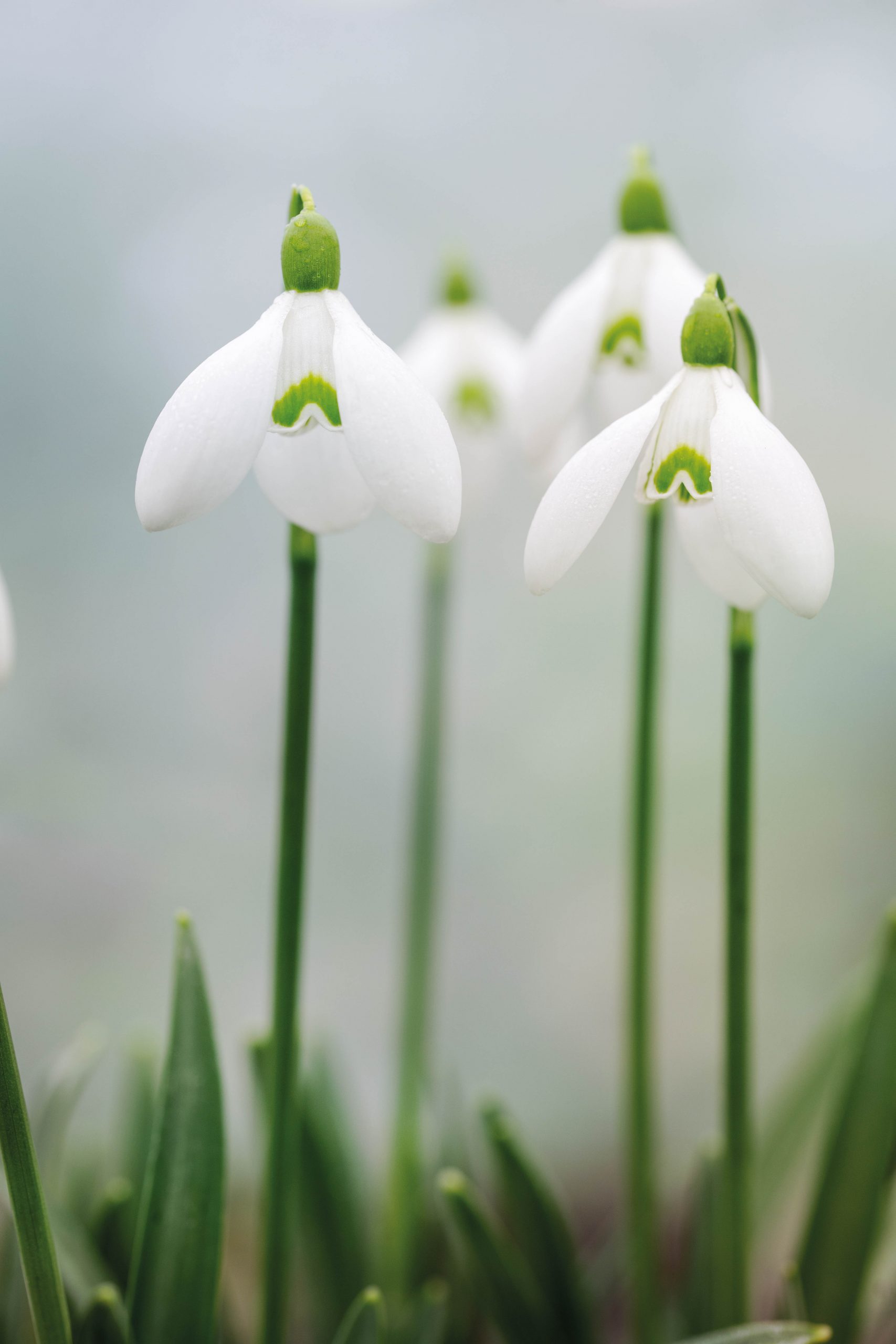 Galanthus ‘Seagull’