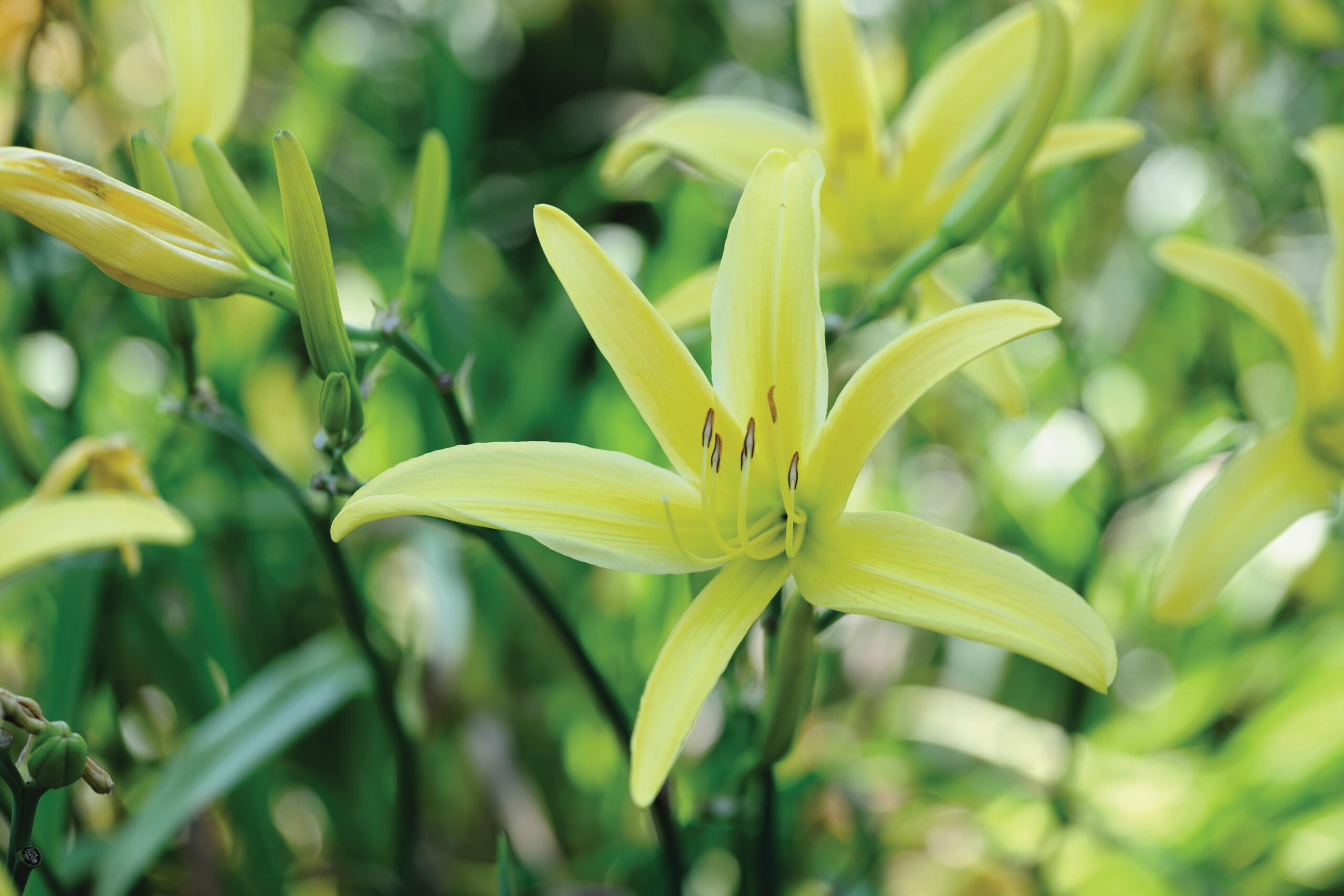 Hemerocallis ‘Ariadne’