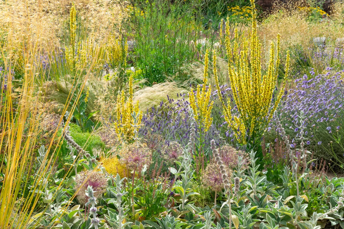 Mix of drought tolerant perennials and ornamental grasses including Verbascums, Stachys, Stipa and Alliums.