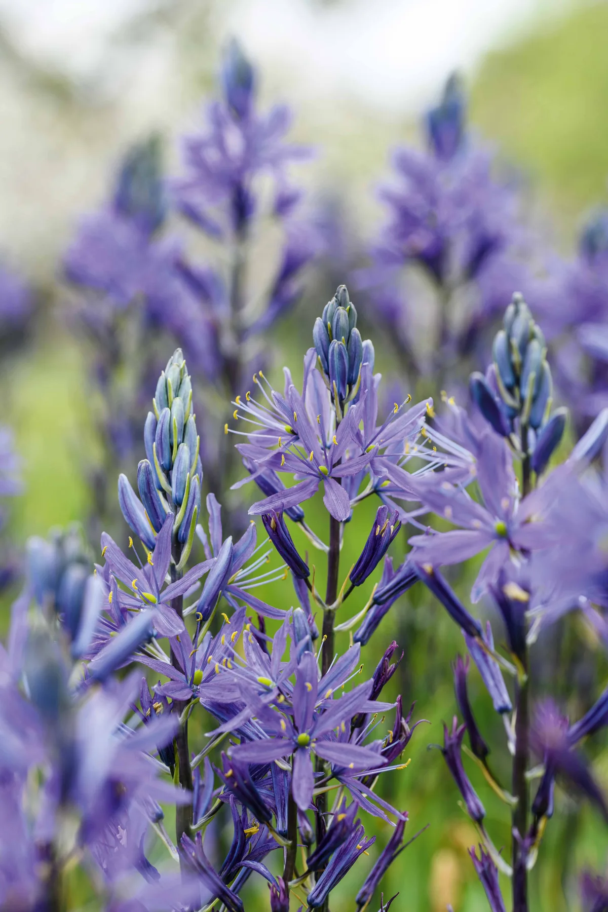 Camassia leichtlinii subsp. suksdorfii Caerulea Group