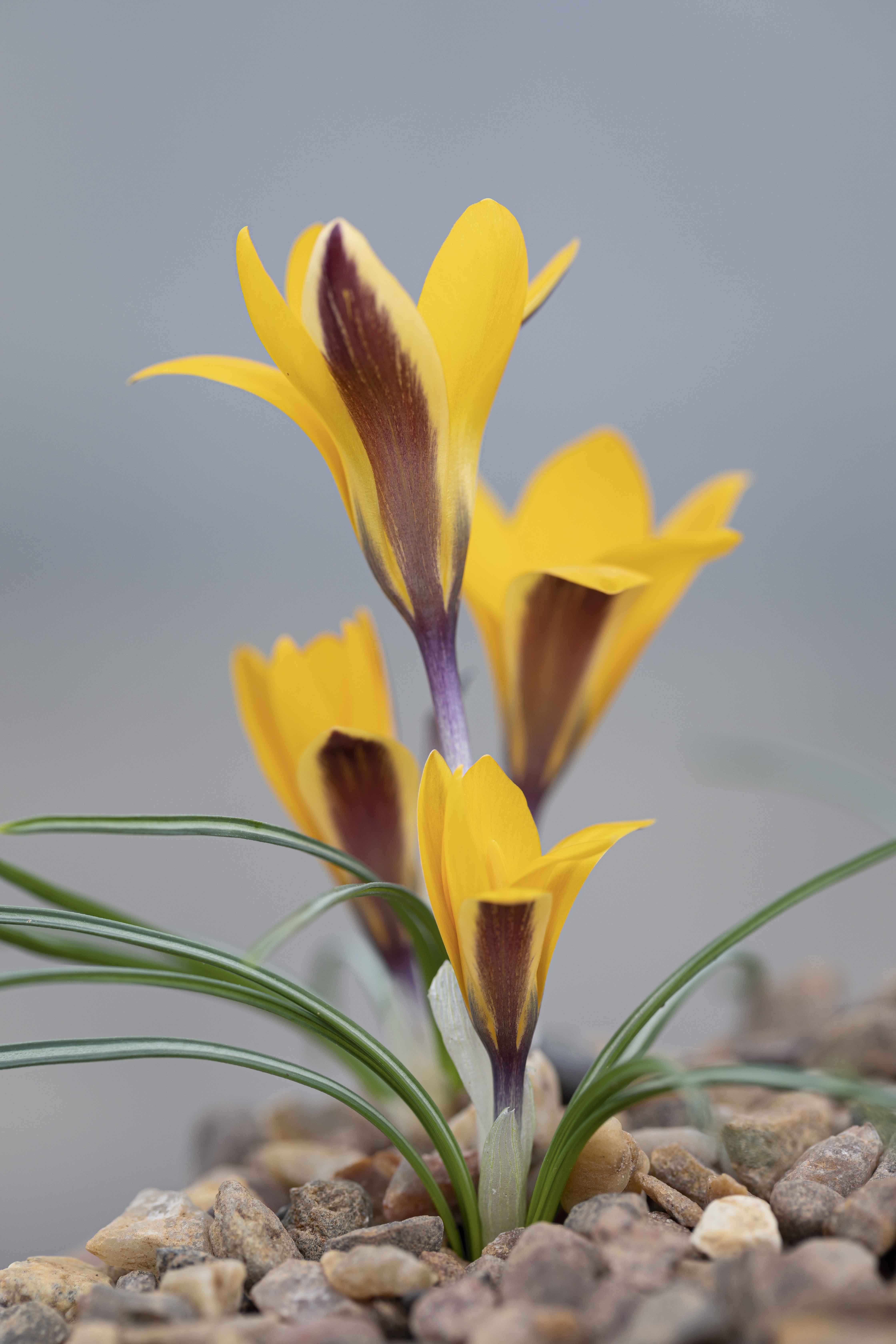 Crocus angustifolius