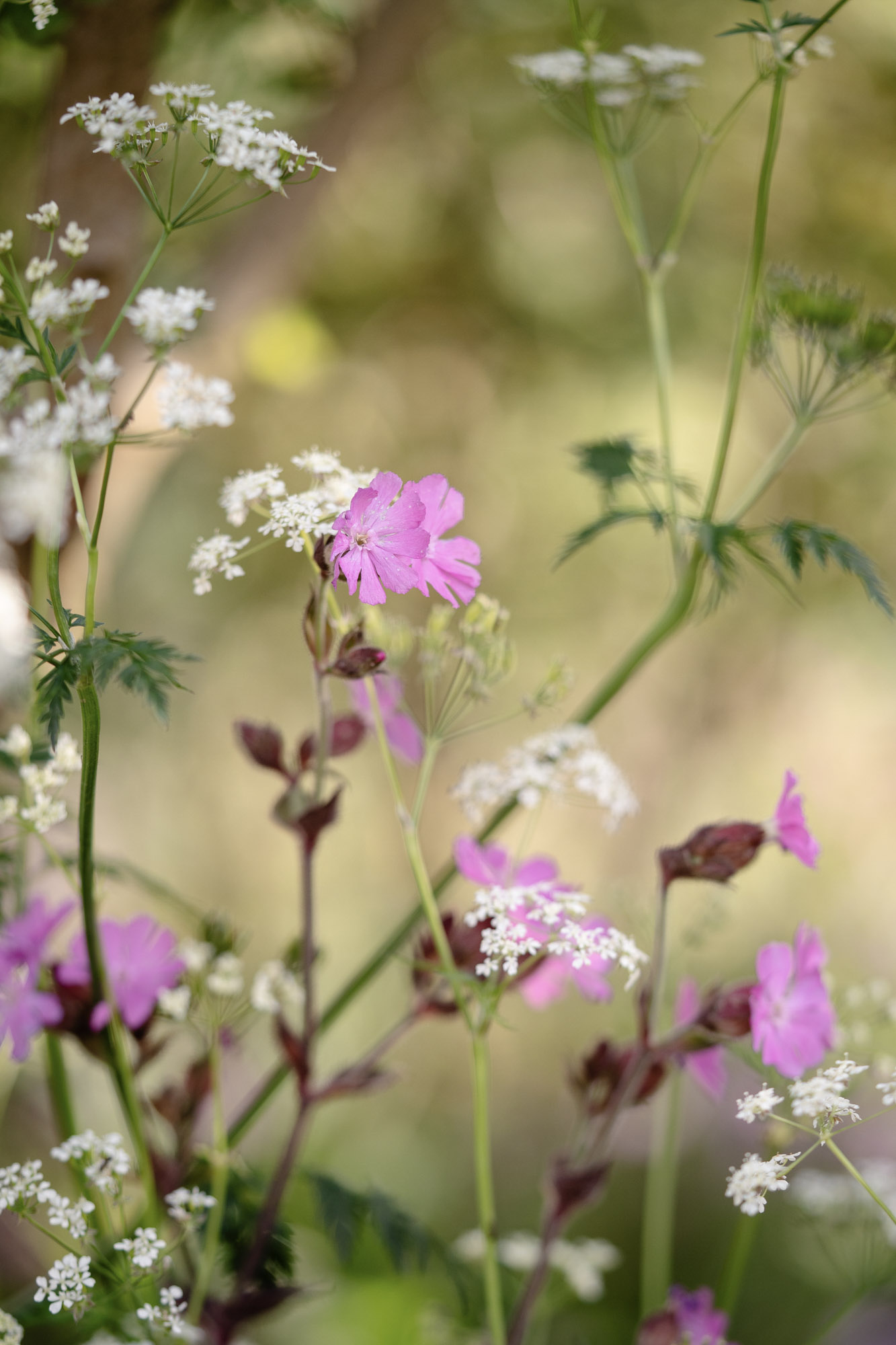 Silene dioica
