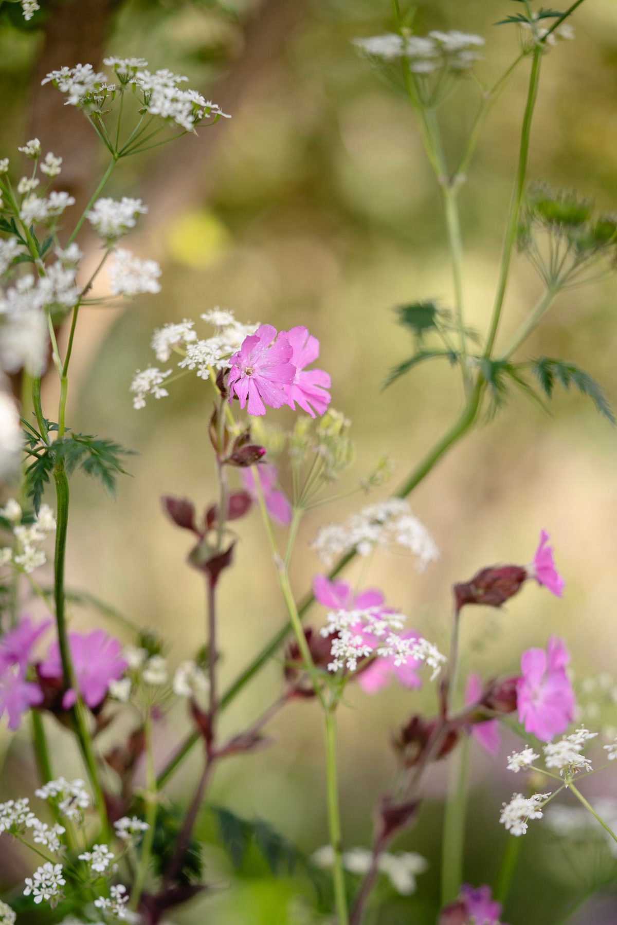 10 plants that thrive beneath trees - according to an expert designer ...