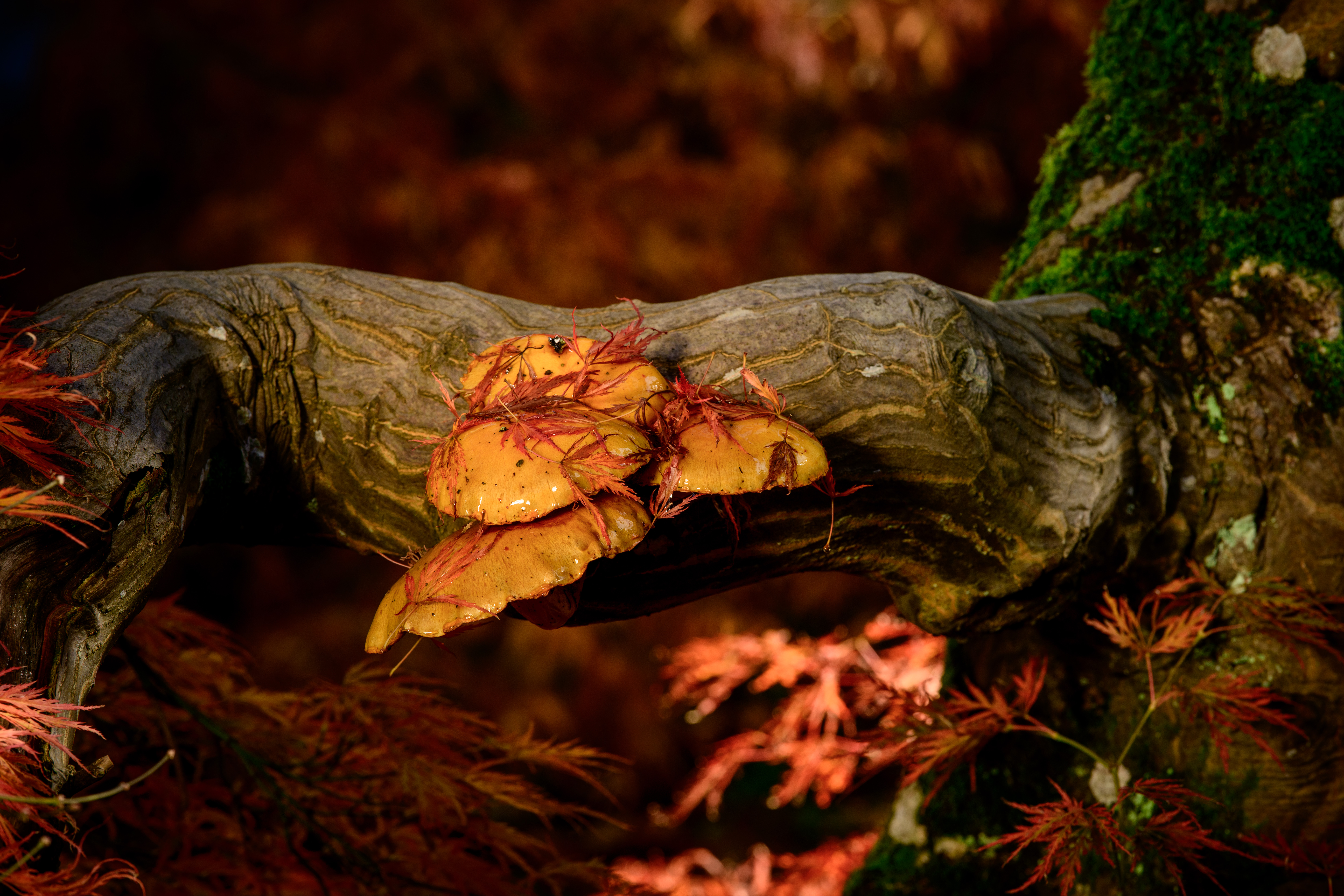 Fungi at Wakehurst Jim Holden © RBG Kew