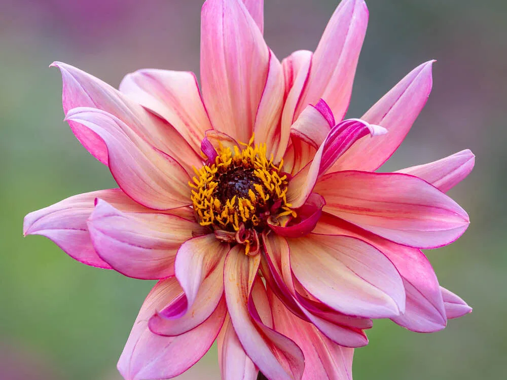 Dahlia 'Jonathan Buckley'