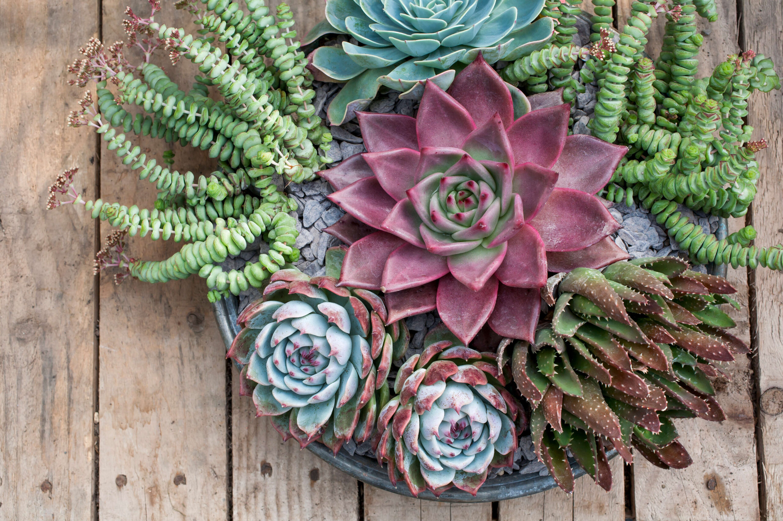 Echeveria and crassula