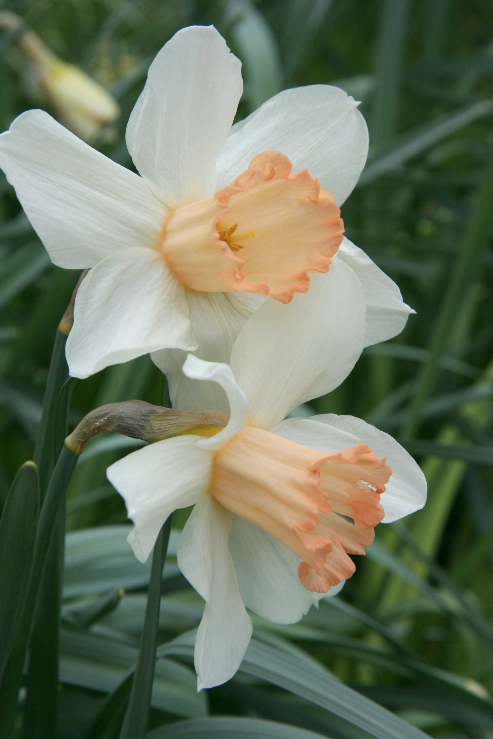 This is a plant portrait of Narcissus 'Mrs R.O. Backhouse' © RHS