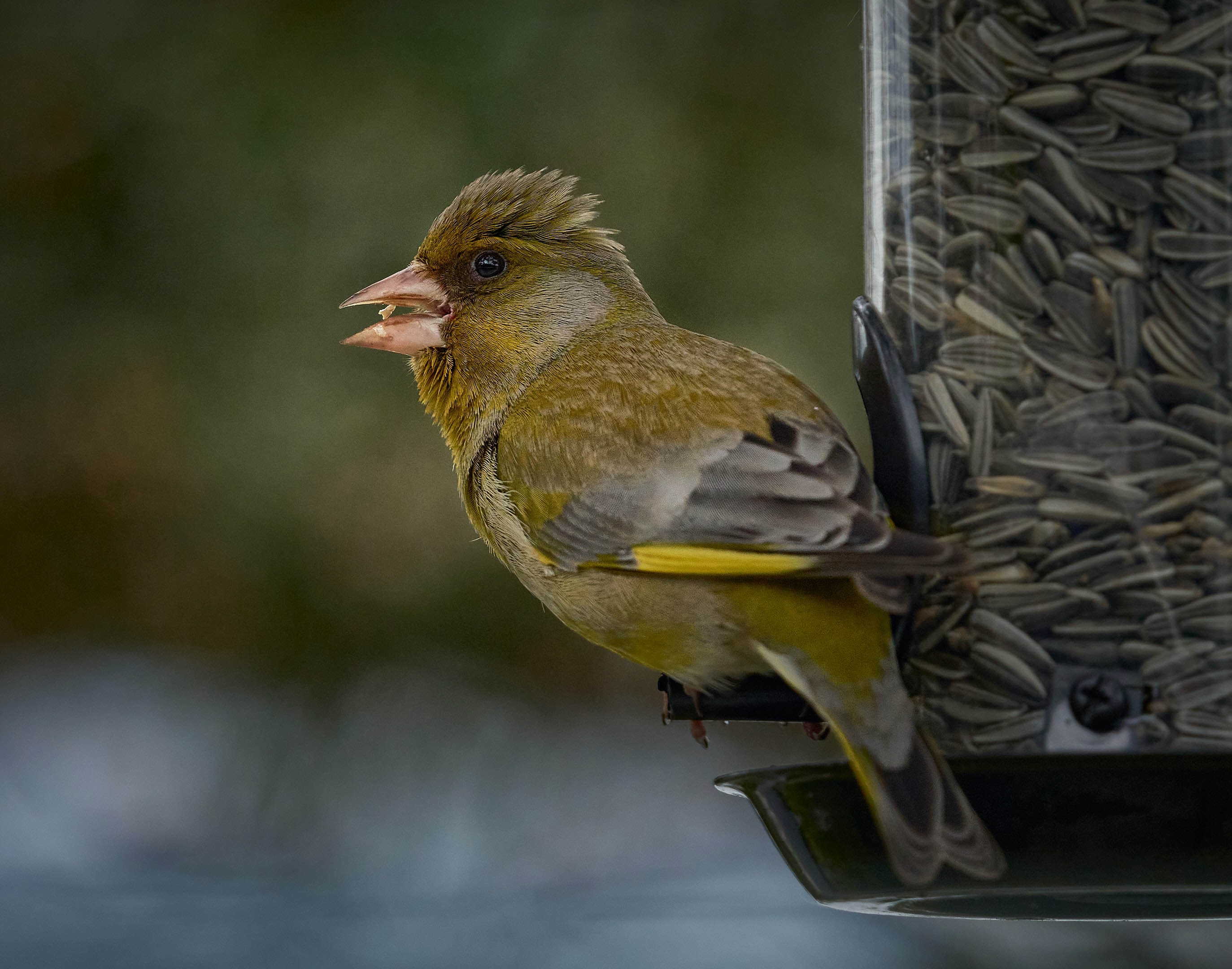 Greenfinch on feeder © Vidar Nordli-Mathisen