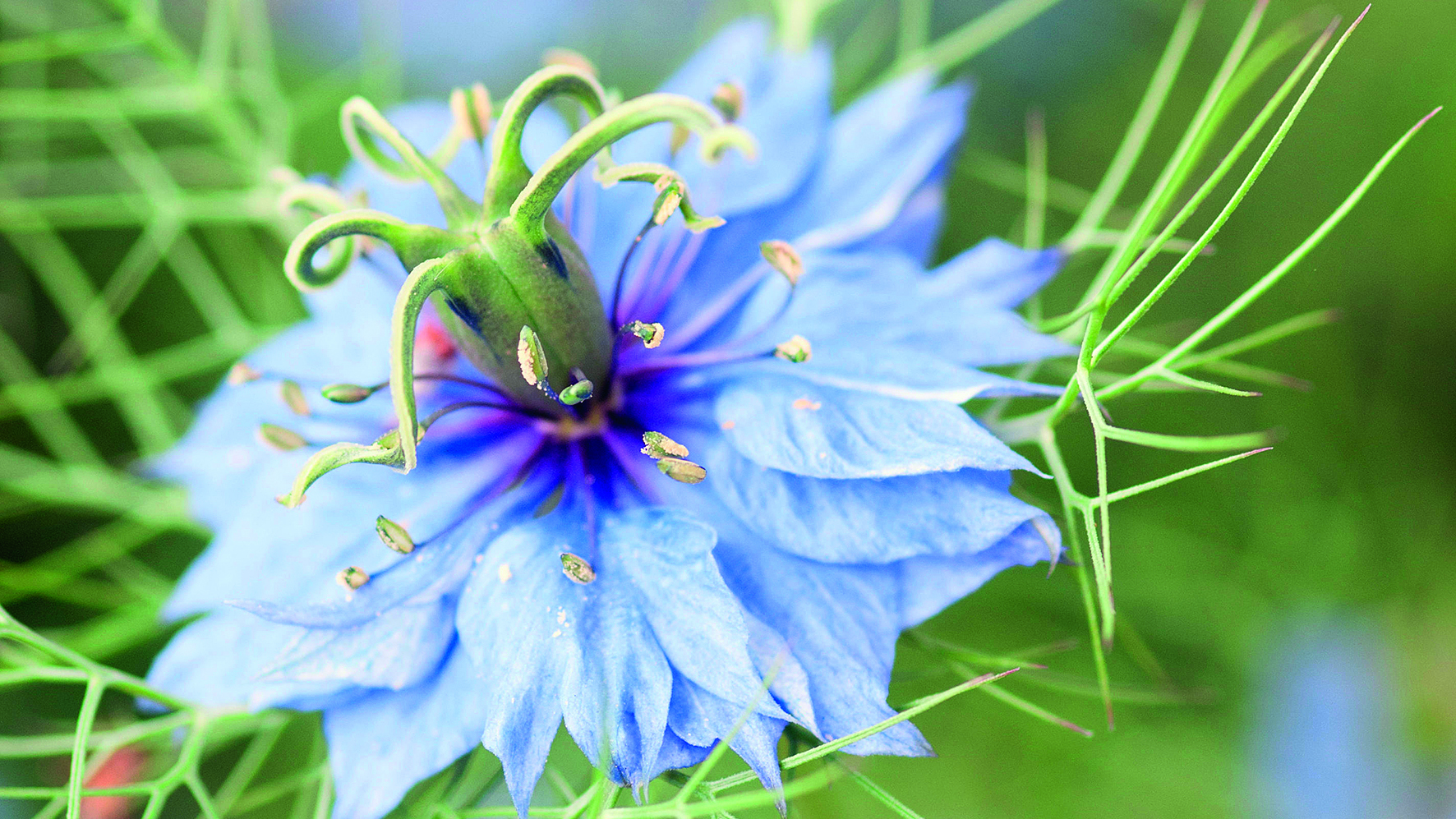 NIGELLA DAMASCENA