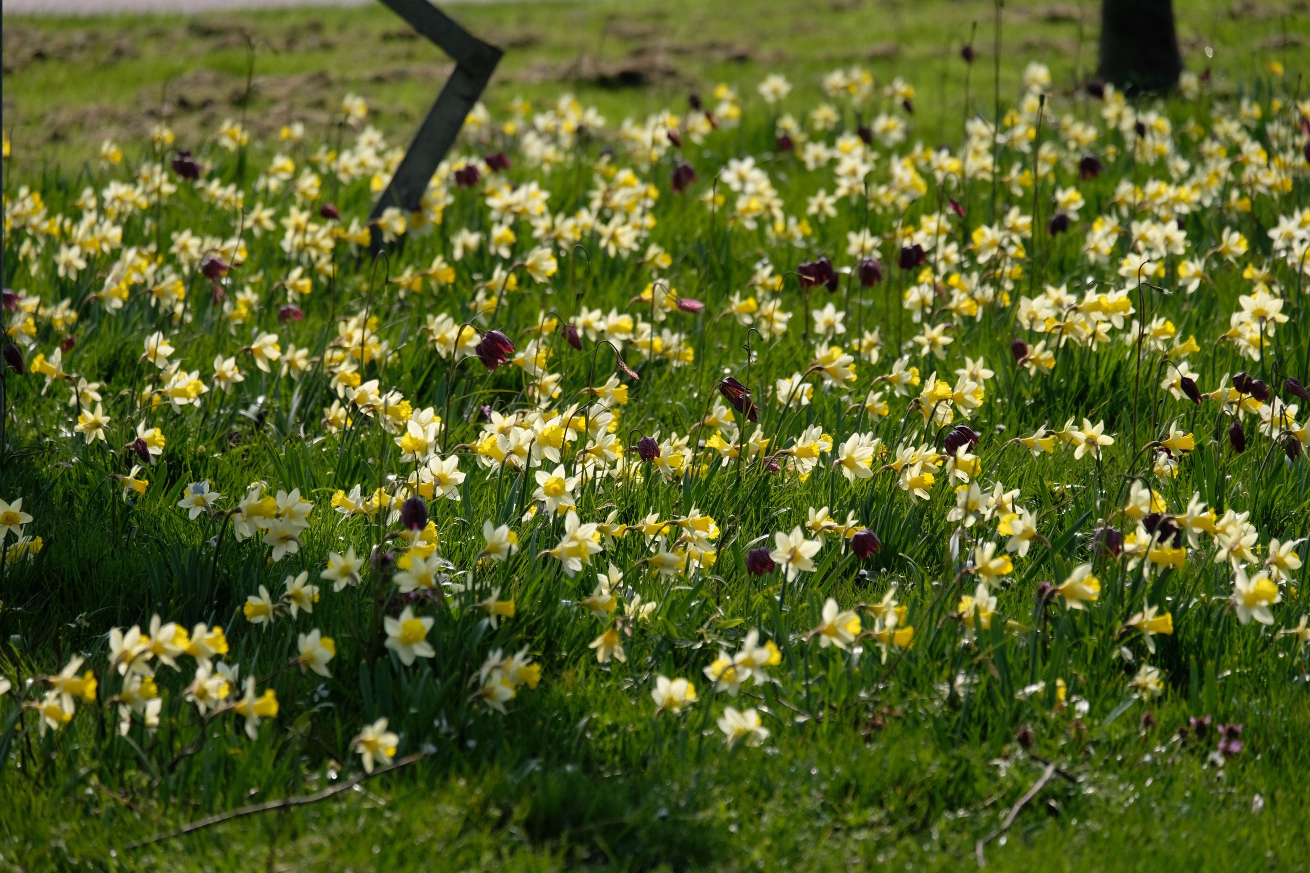 A bulb meadow designed by Carien van Boxtel
