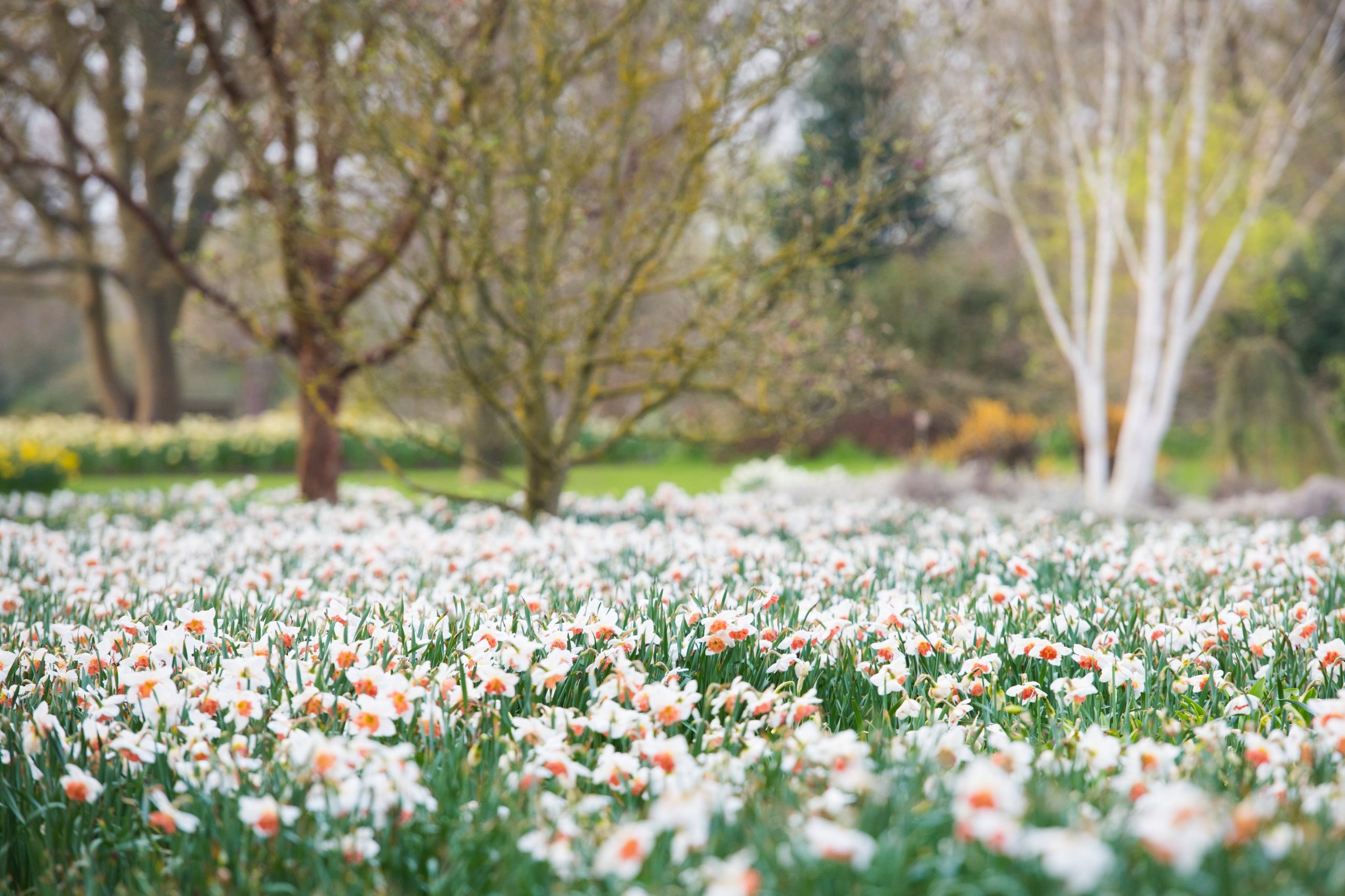 View of meadow of Narcissus at Seven Acress in Spring at RHS Garden Wisley