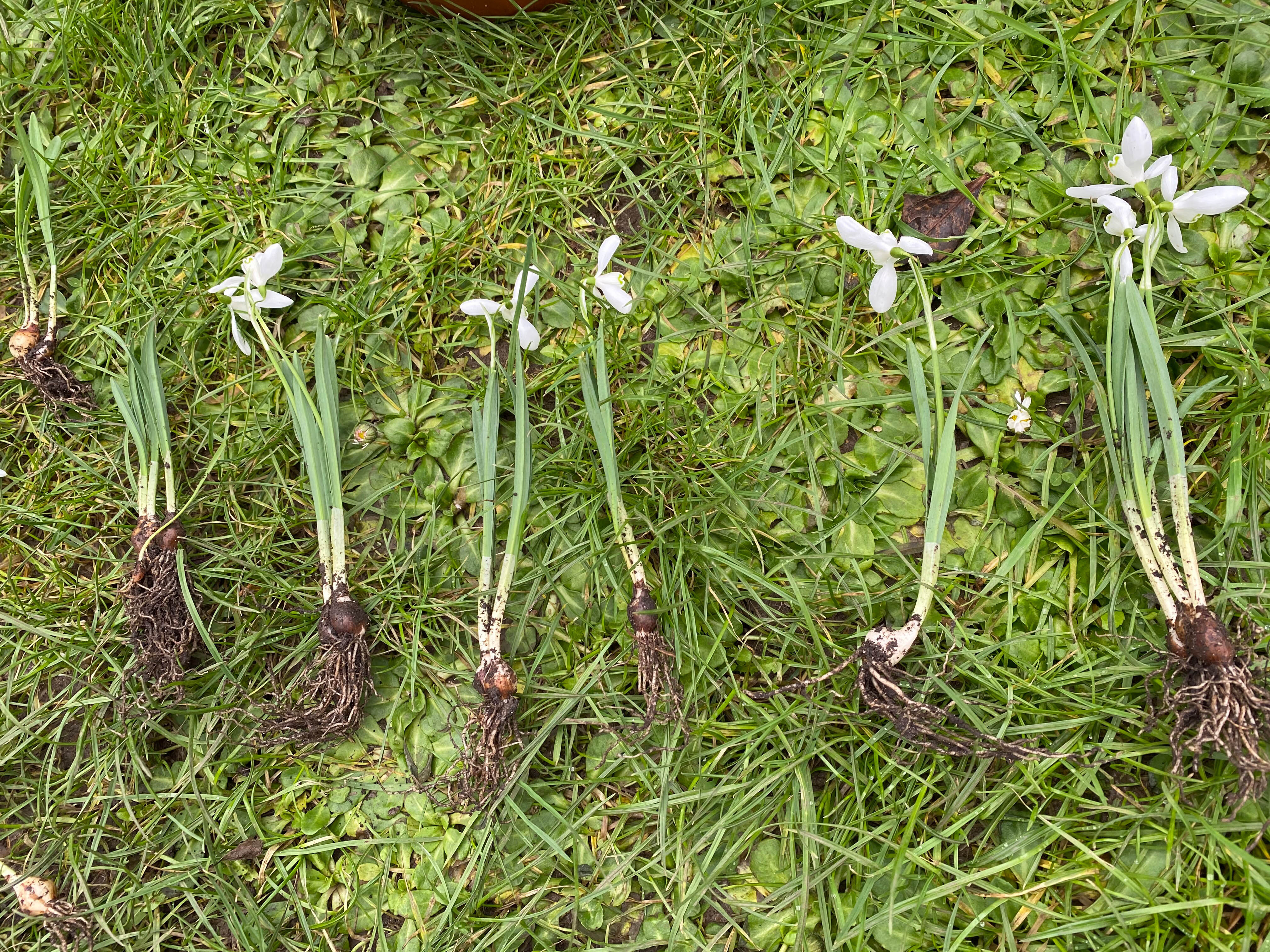 Snowdrops in the green