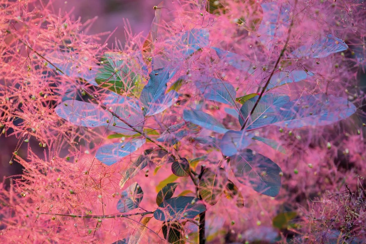 Cotinus ‘Grace’