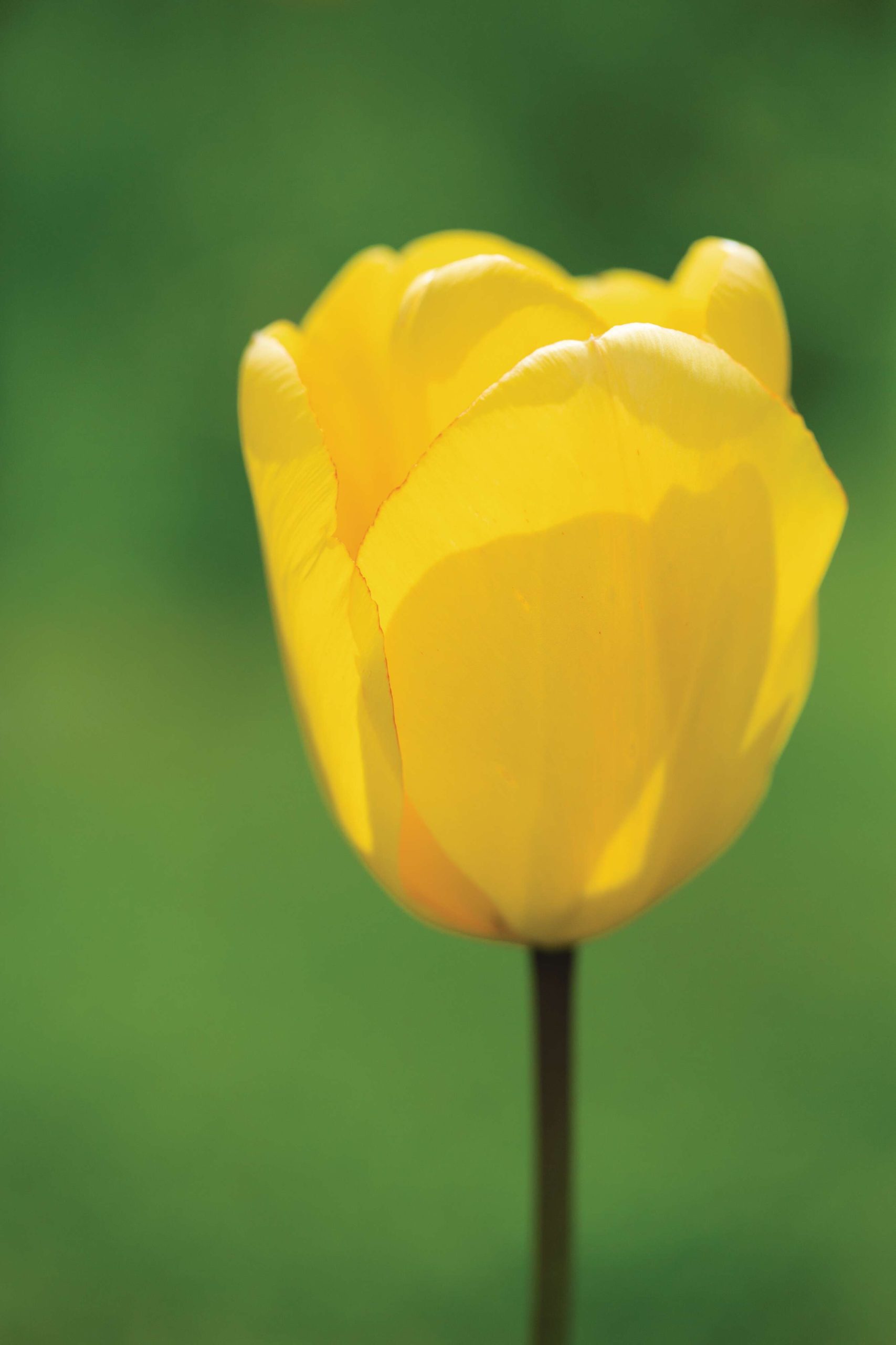 Tulipa ‘Golden Apeldoorn’ © Rachel Warne
