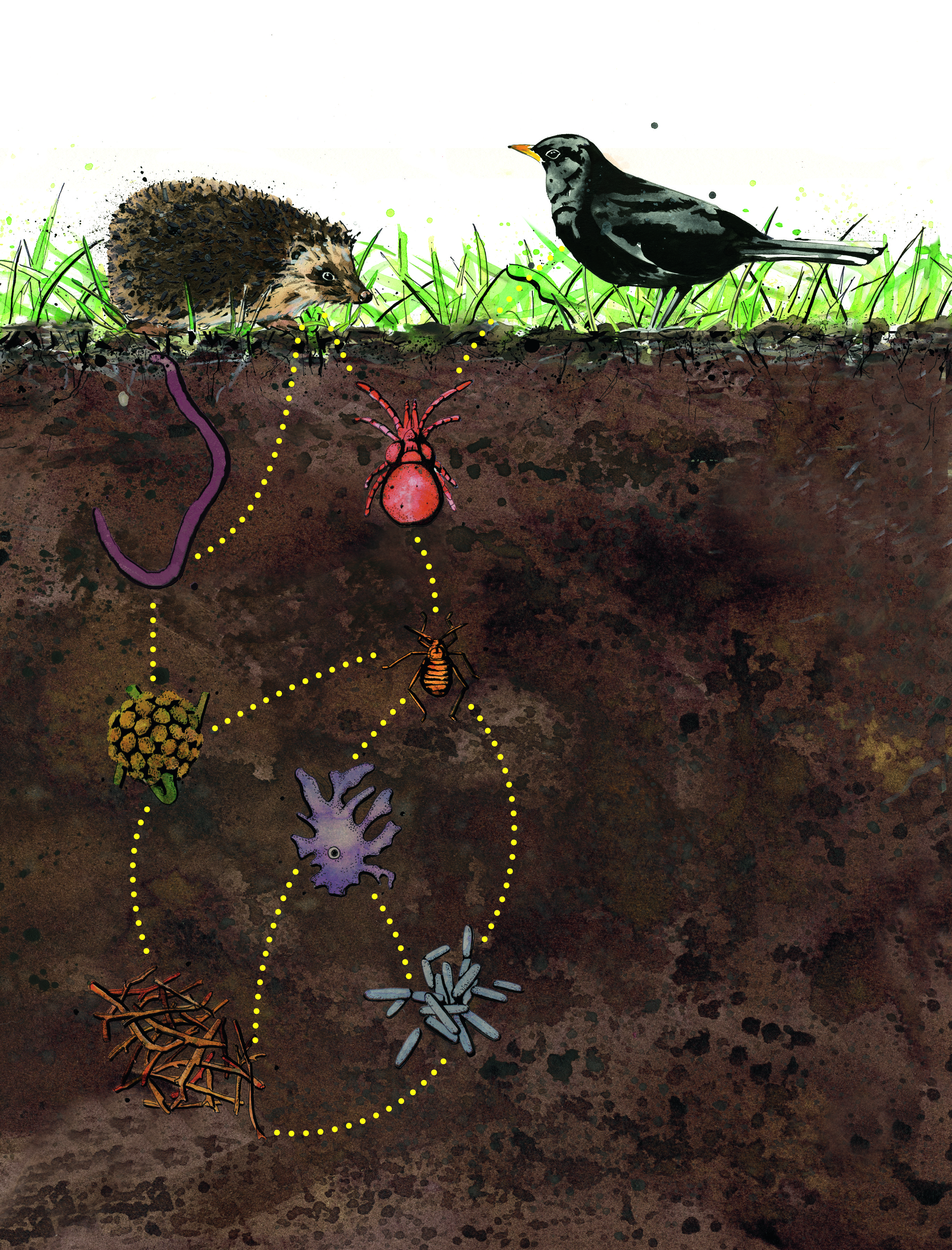 An illustration of the soil food chain from organic matter and bacteria to animals