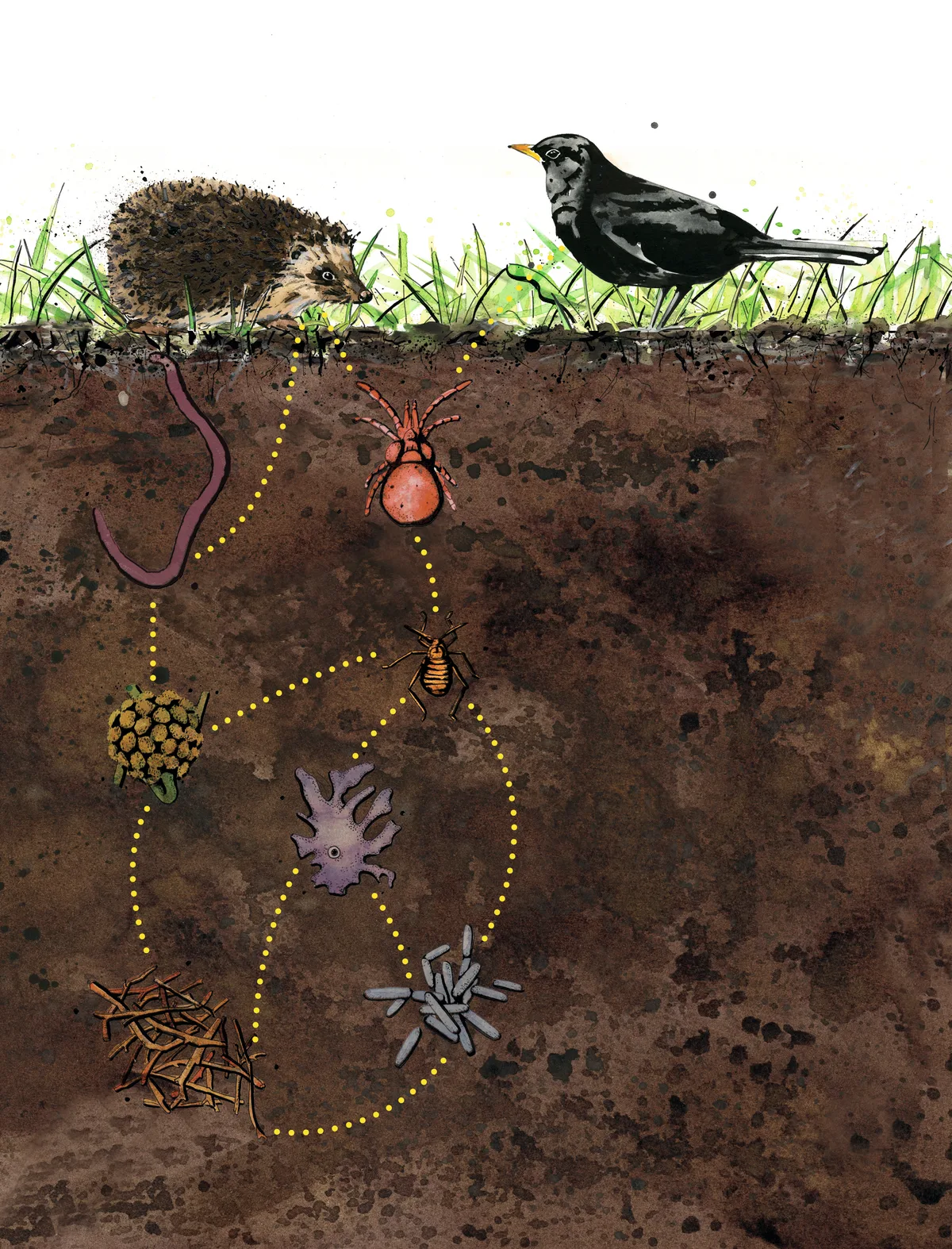 An illustration of the soil food chain from organic matter and bacteria to animals