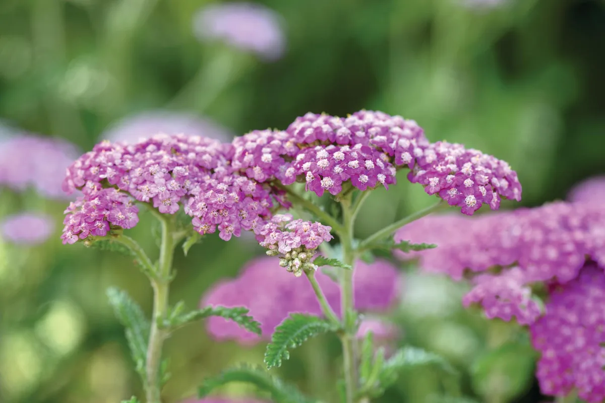 Purple flower