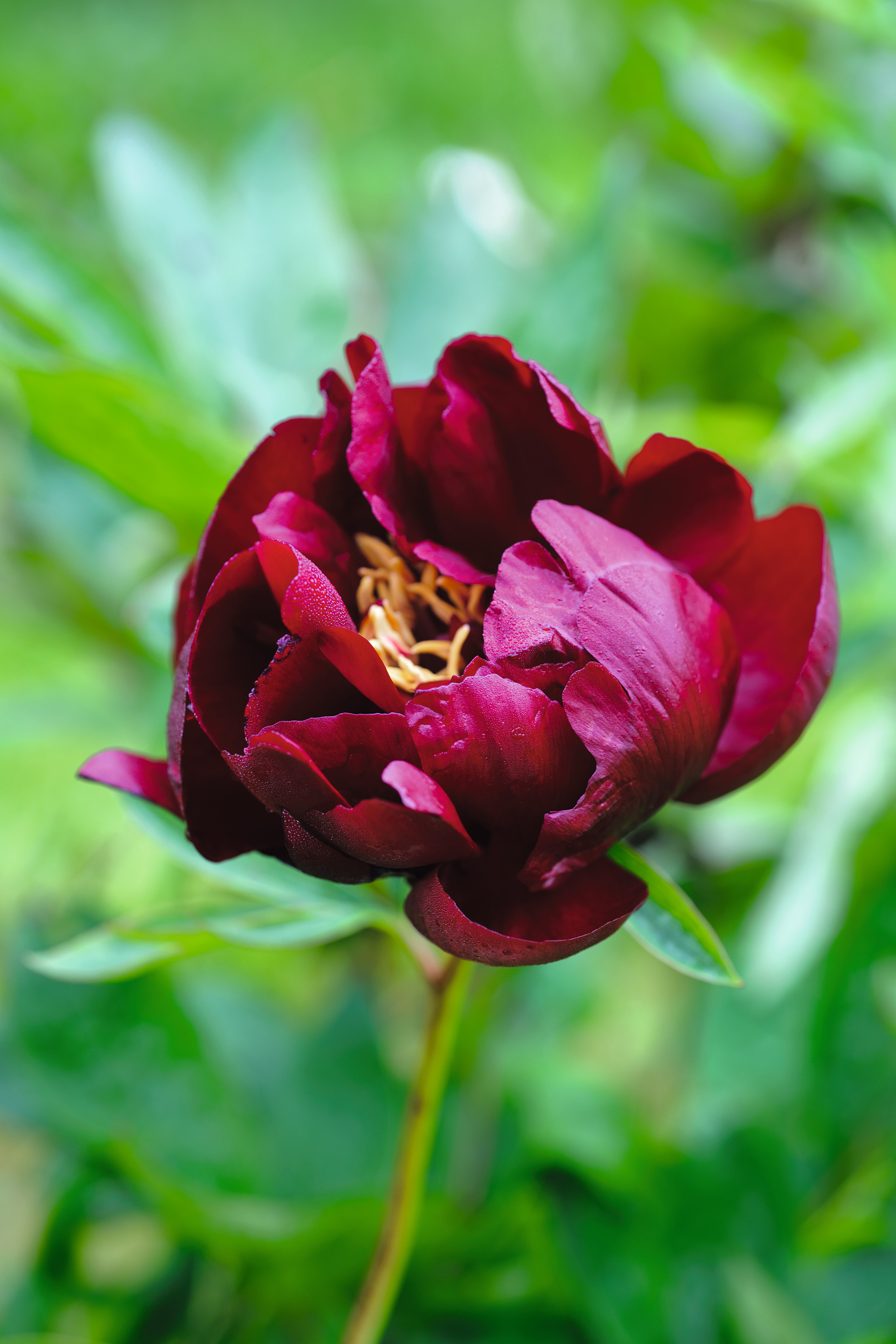 Buckeye Belle peony