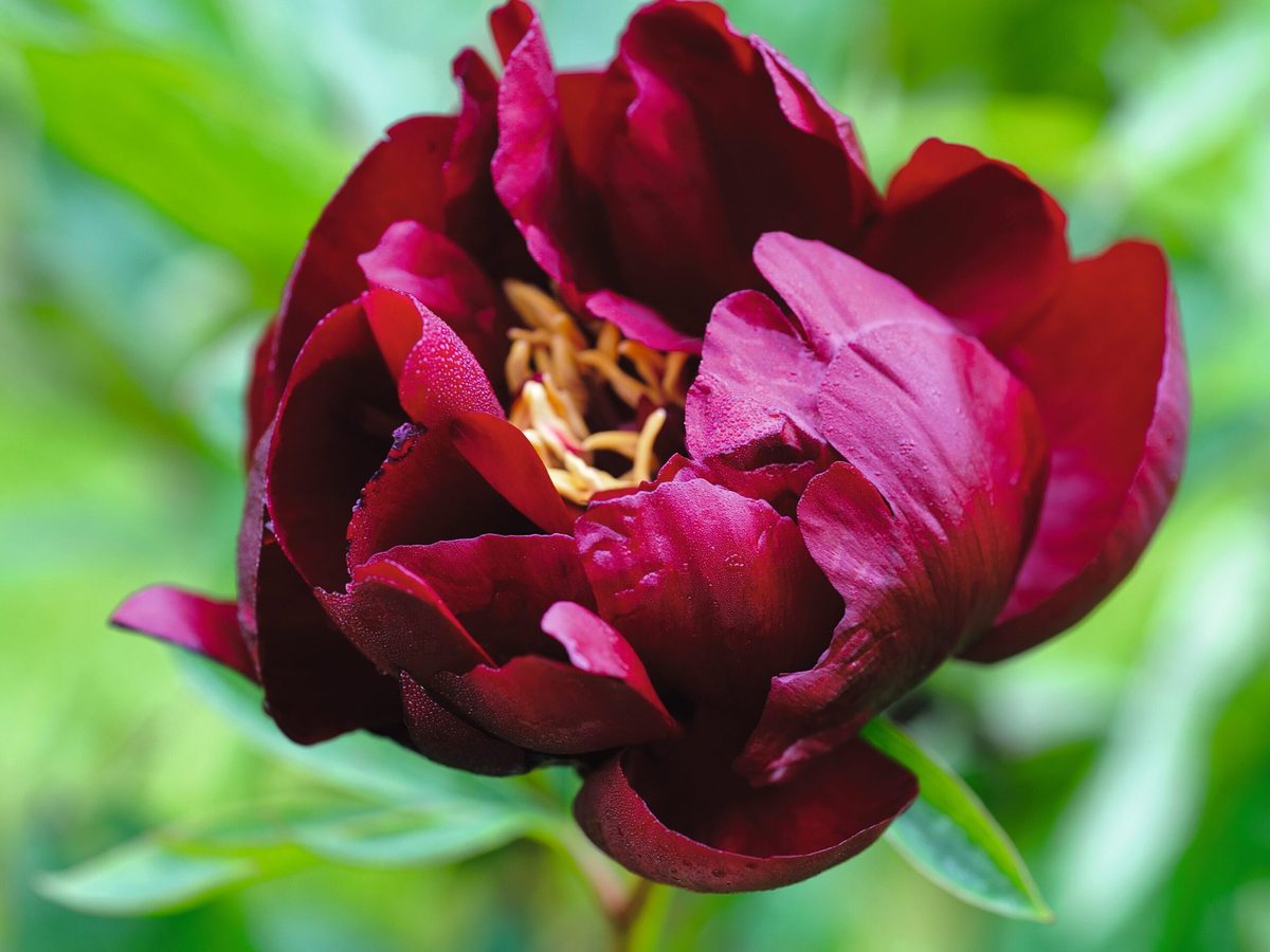 How to grow peonies for beautiful early summer flower displays ...